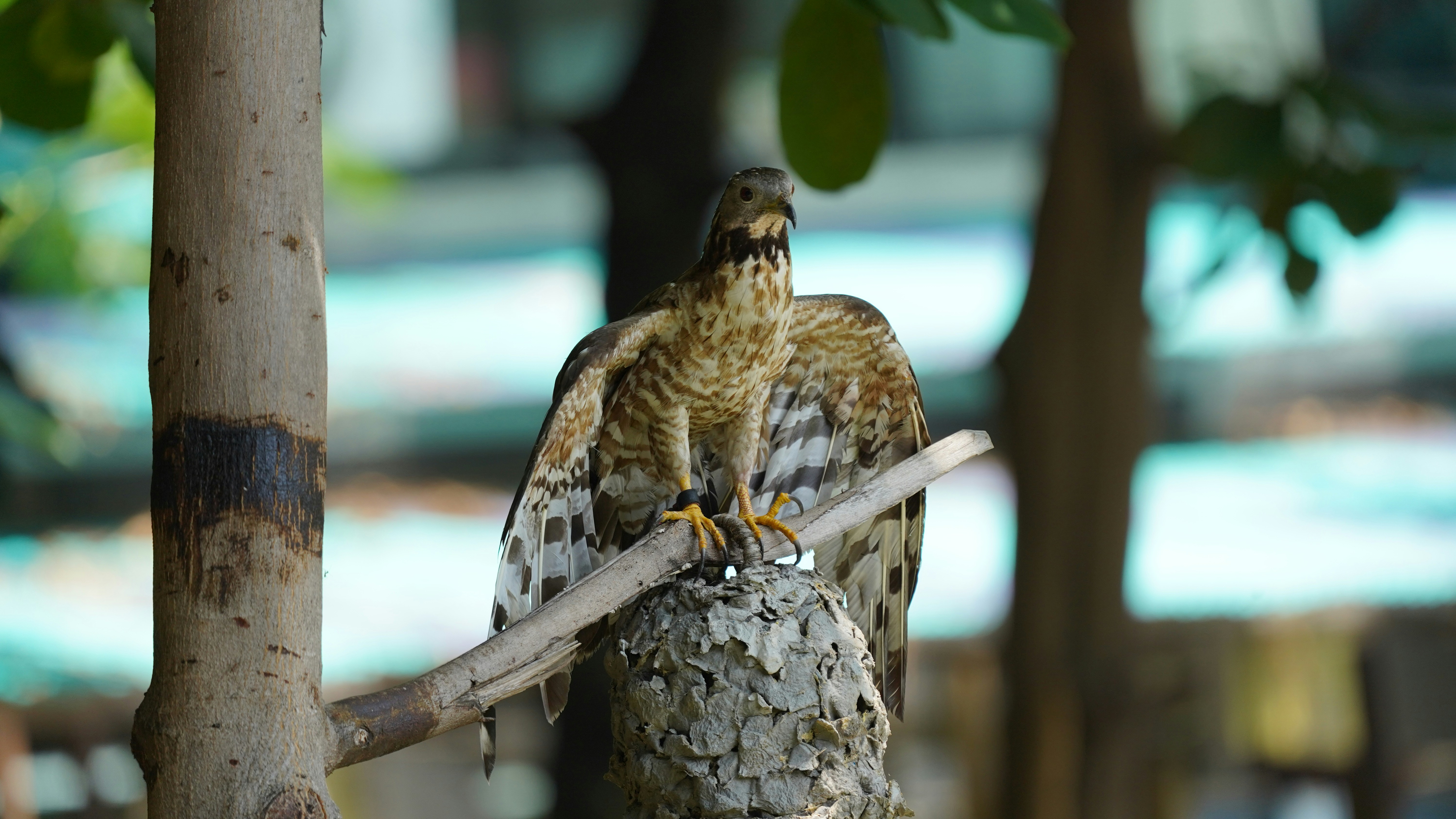 Um falcão pousa em um galho, abrindo asas.