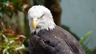 A bald eagle looks directly at the viewer.