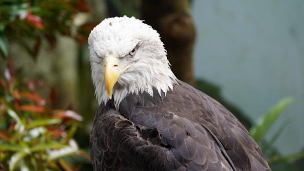 A bald eagle looks directly at the viewer.