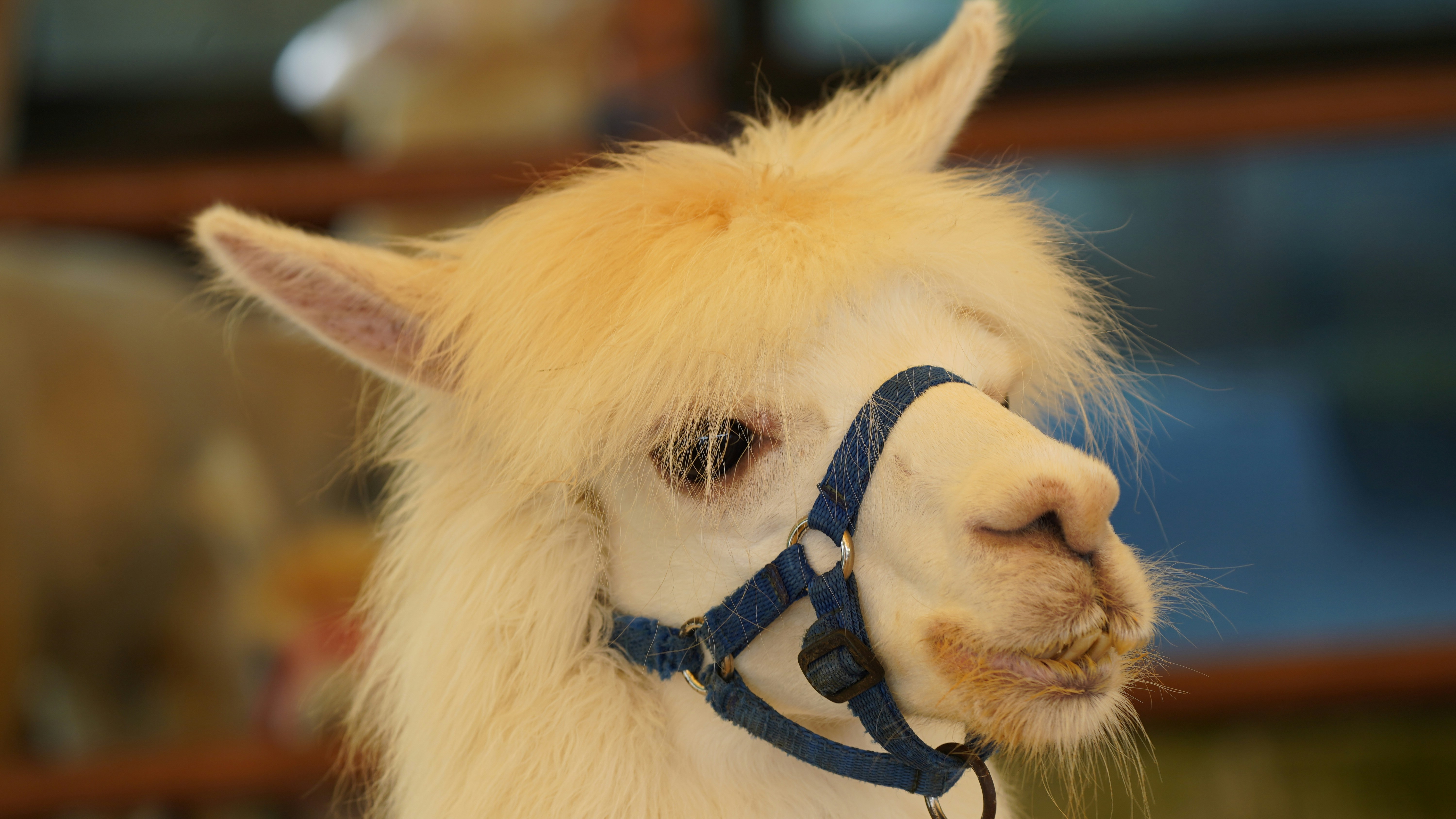 Indonesia is an absolute treasure trove of biodiversity, boasting an incredibly diverse array of animals due to its unique geography, climate, and position at the crossroads of two major biogeographical realms (Asian and Australasian). It is considered one of the world's megadiverse countries