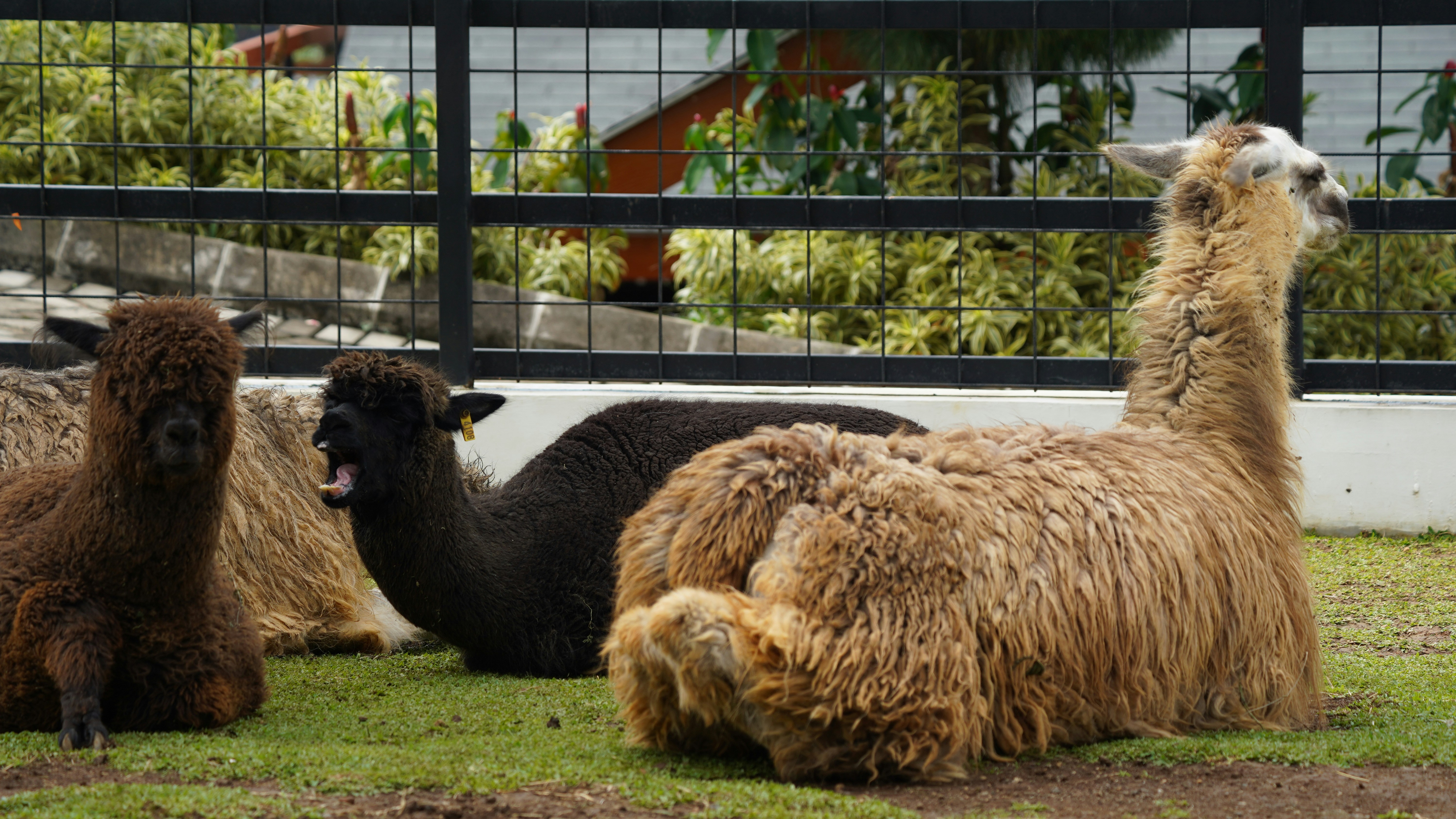 Indonesia is an absolute treasure trove of biodiversity, boasting an incredibly diverse array of animals due to its unique geography, climate, and position at the crossroads of two major biogeographical realms (Asian and Australasian). It is considered one of the world's megadiverse countries
