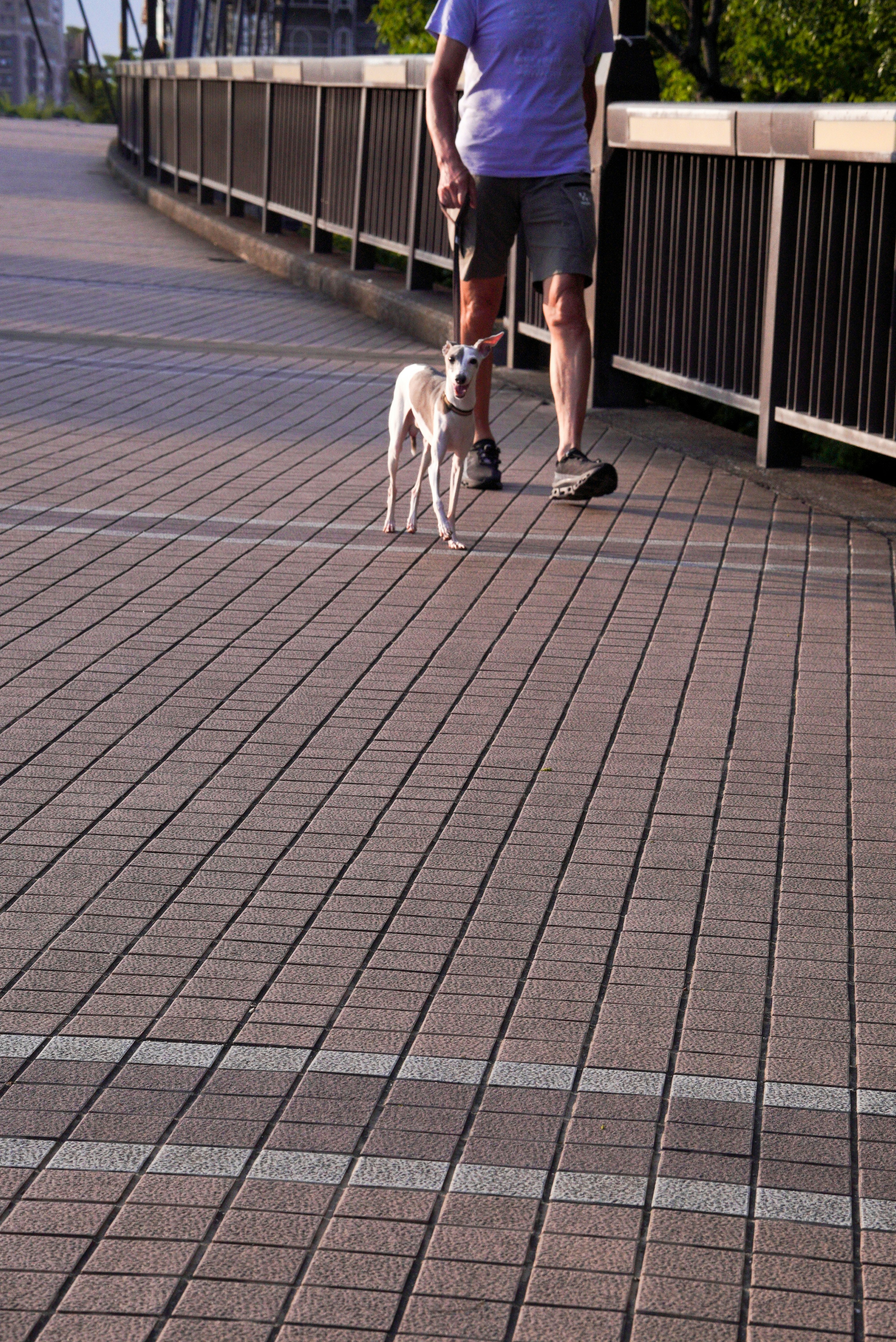 Man and dog walking on a brick pathway.