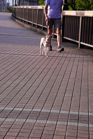 Man and dog walking on a brick pathway