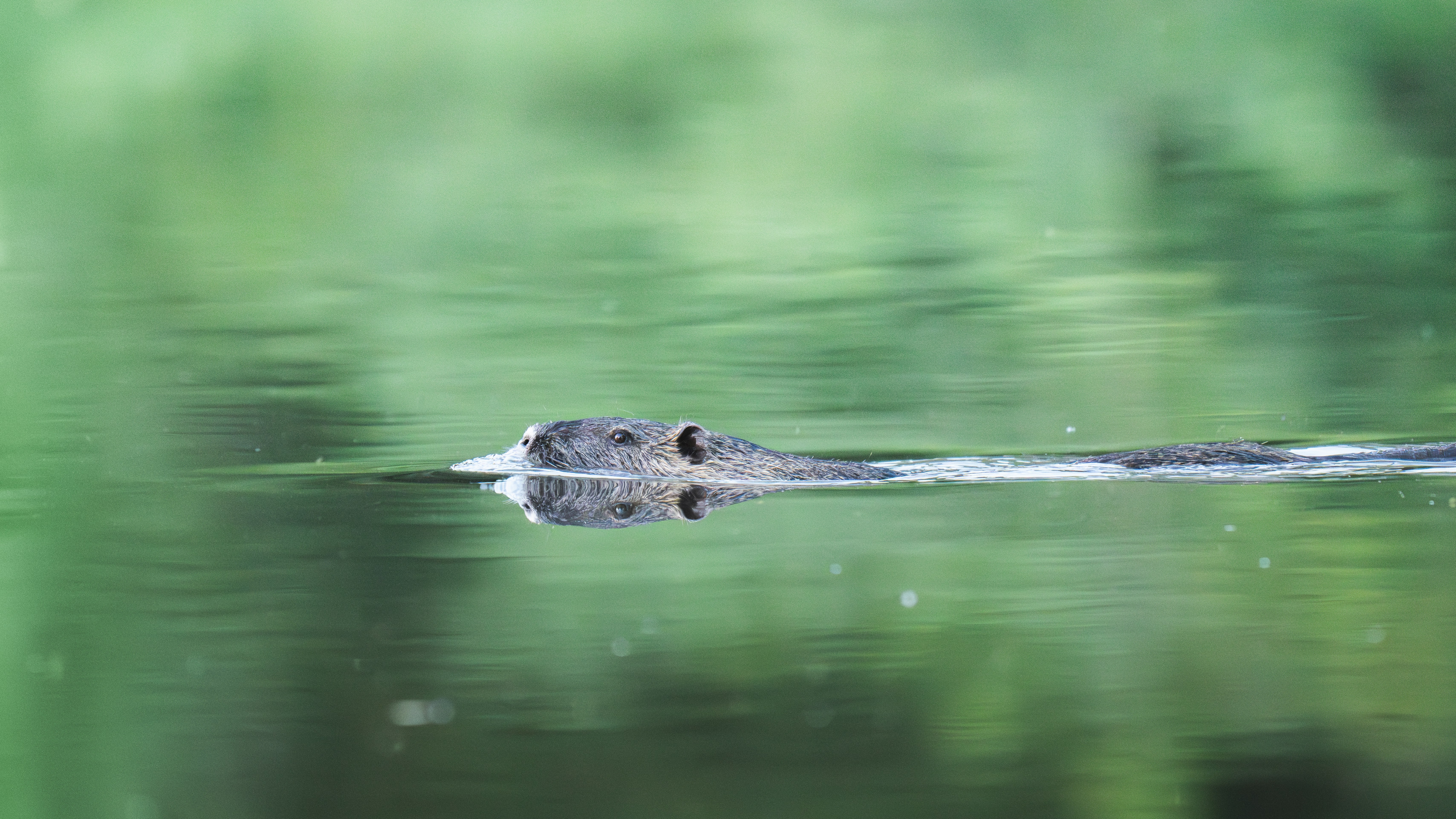 Una nutria nada a través de un sereno cuerpo de agua.