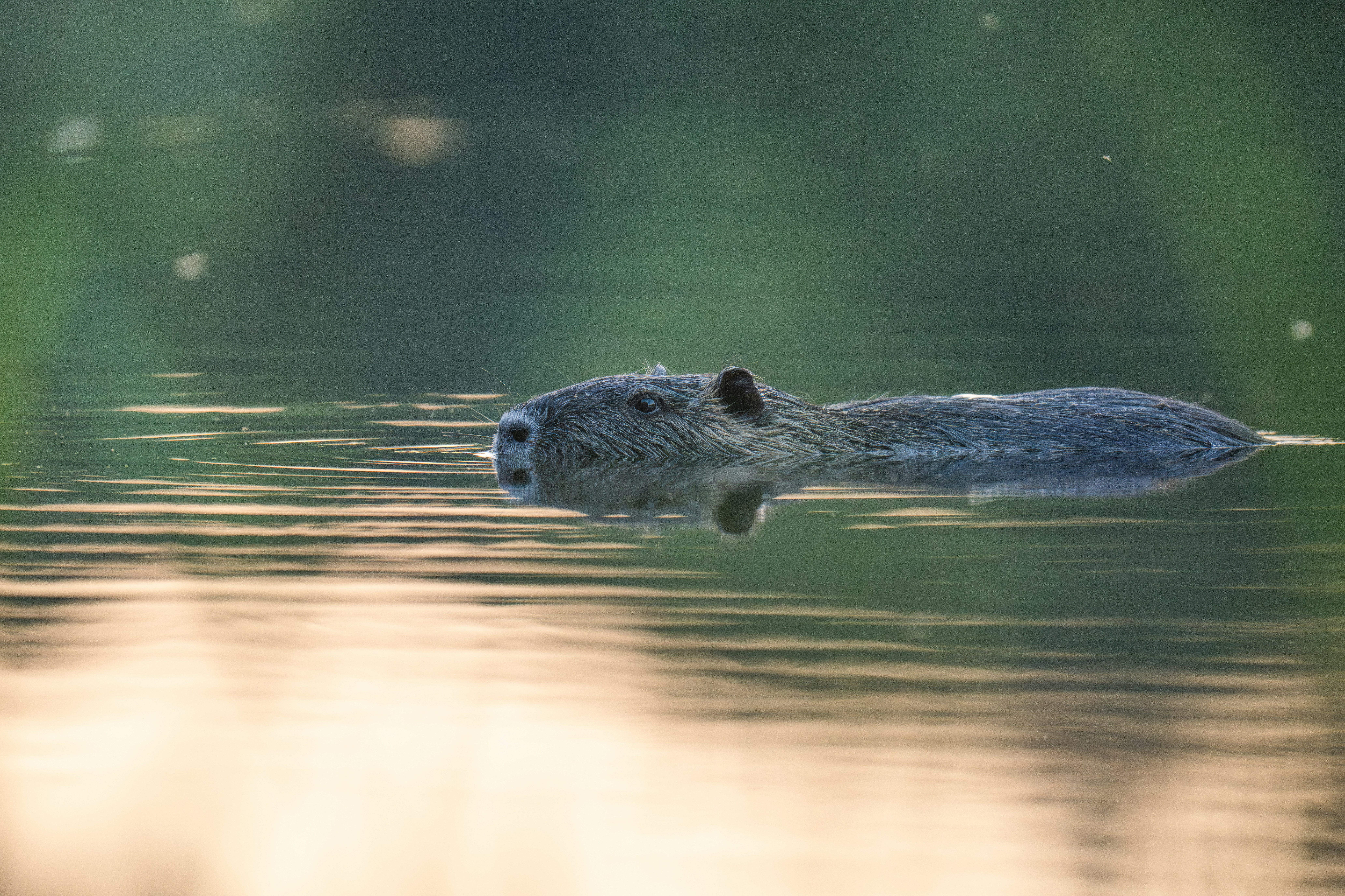 Una nutria nada con gracia en el agua.