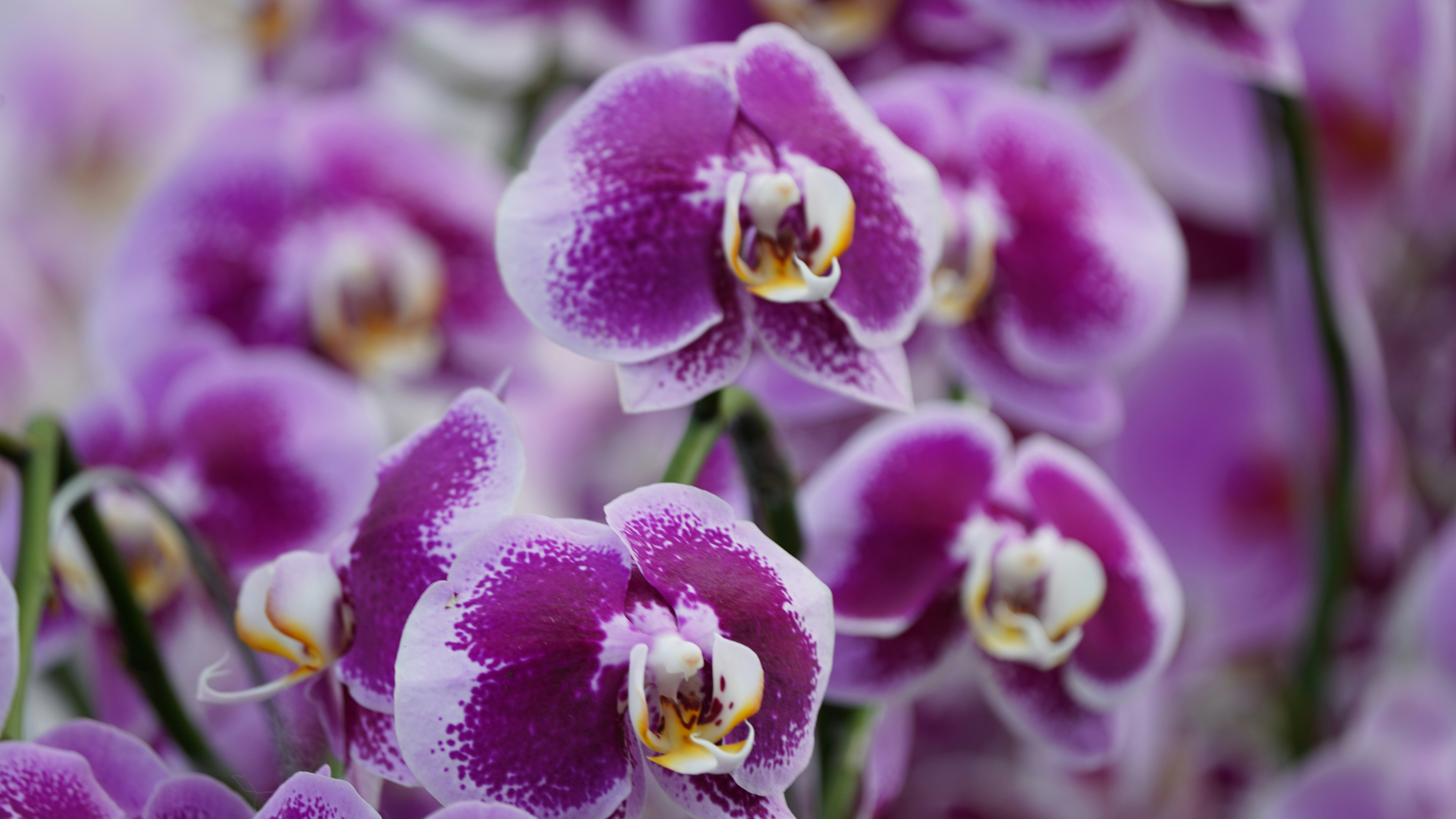 Photo by eka_kurniawan_muchiar