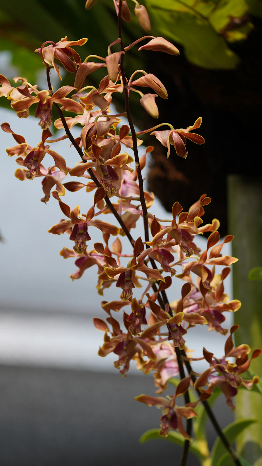 Natural purple orchids