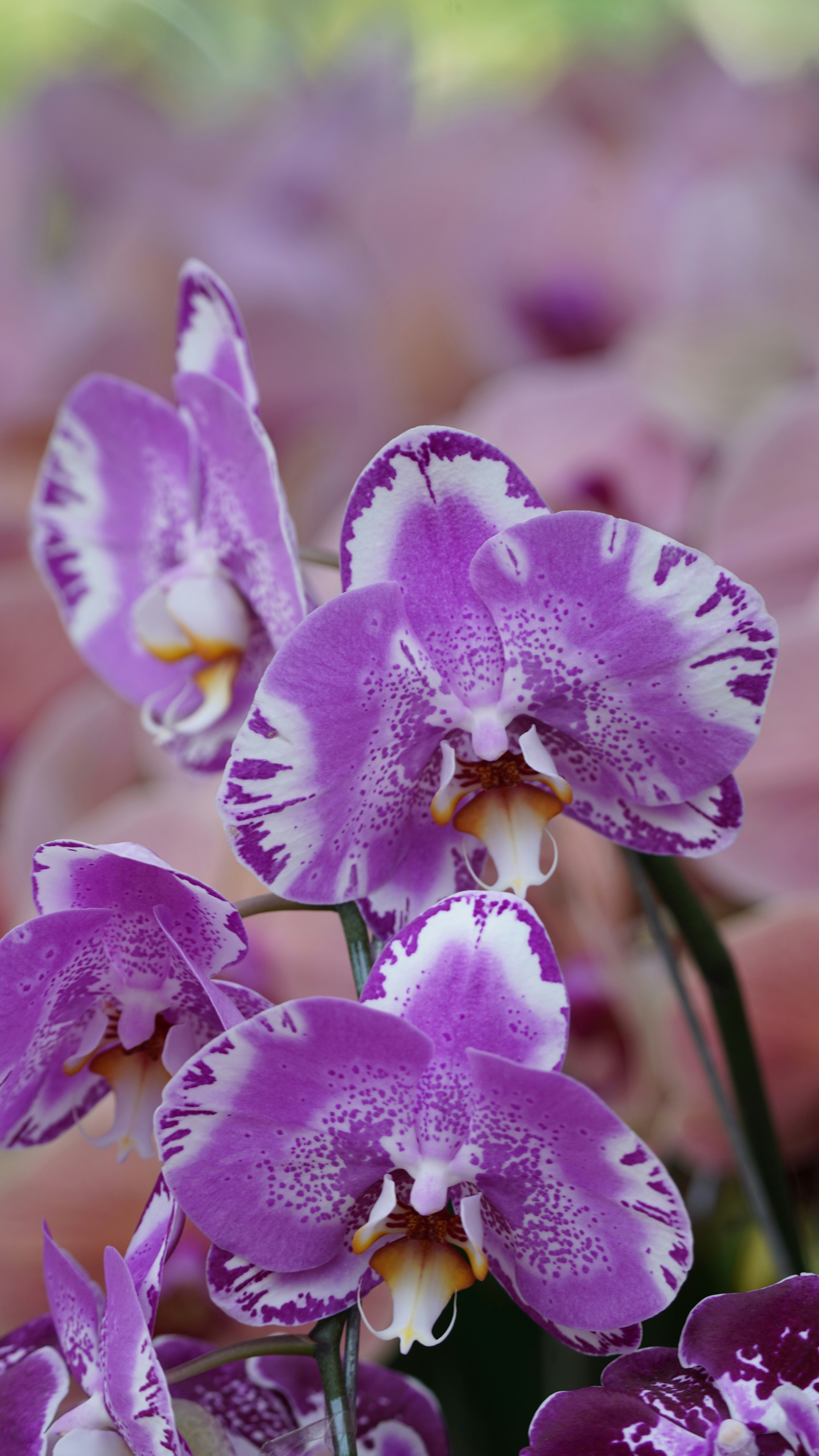 Photo by eka_kurniawan_muchiar