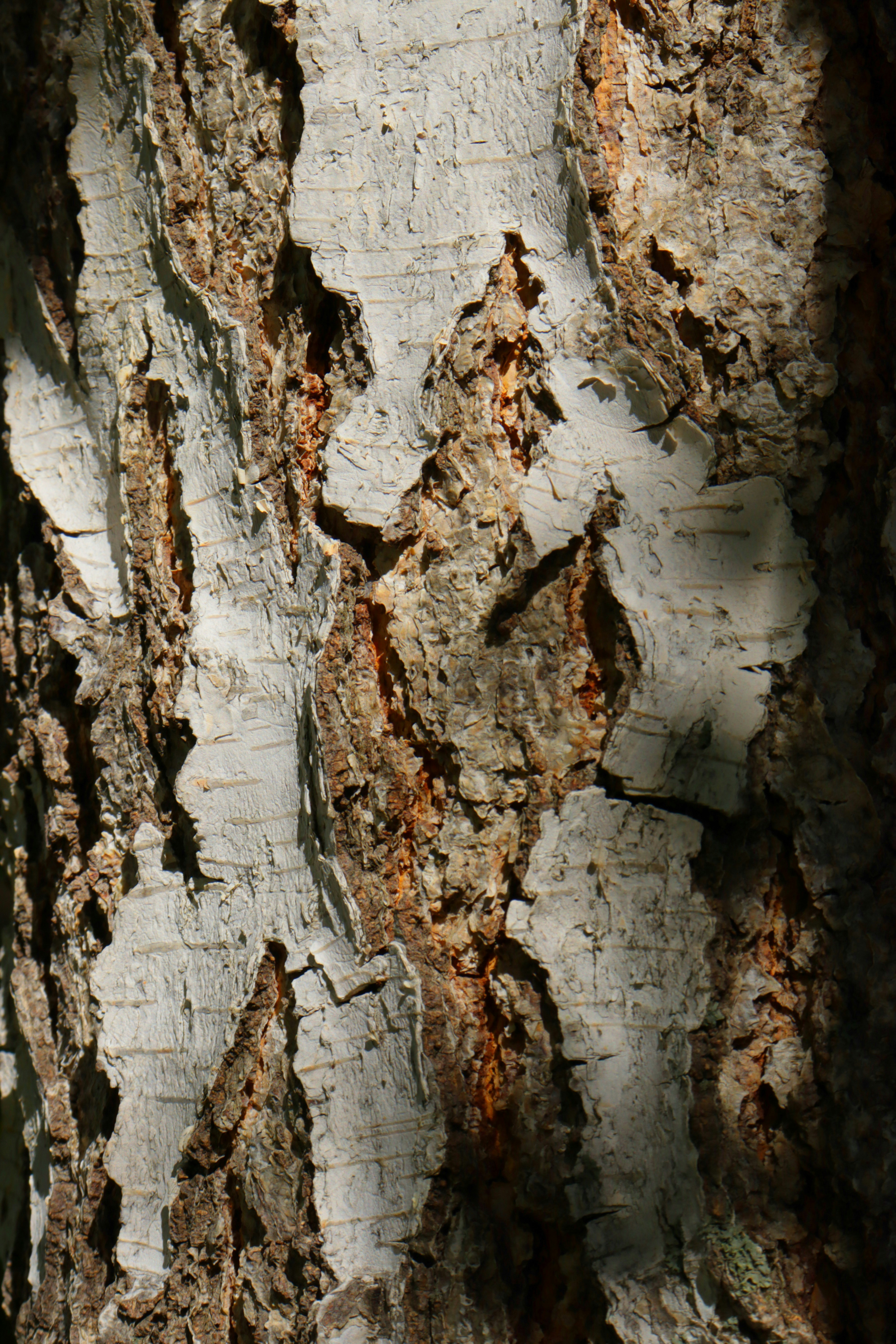 Photo by bored_mongoose