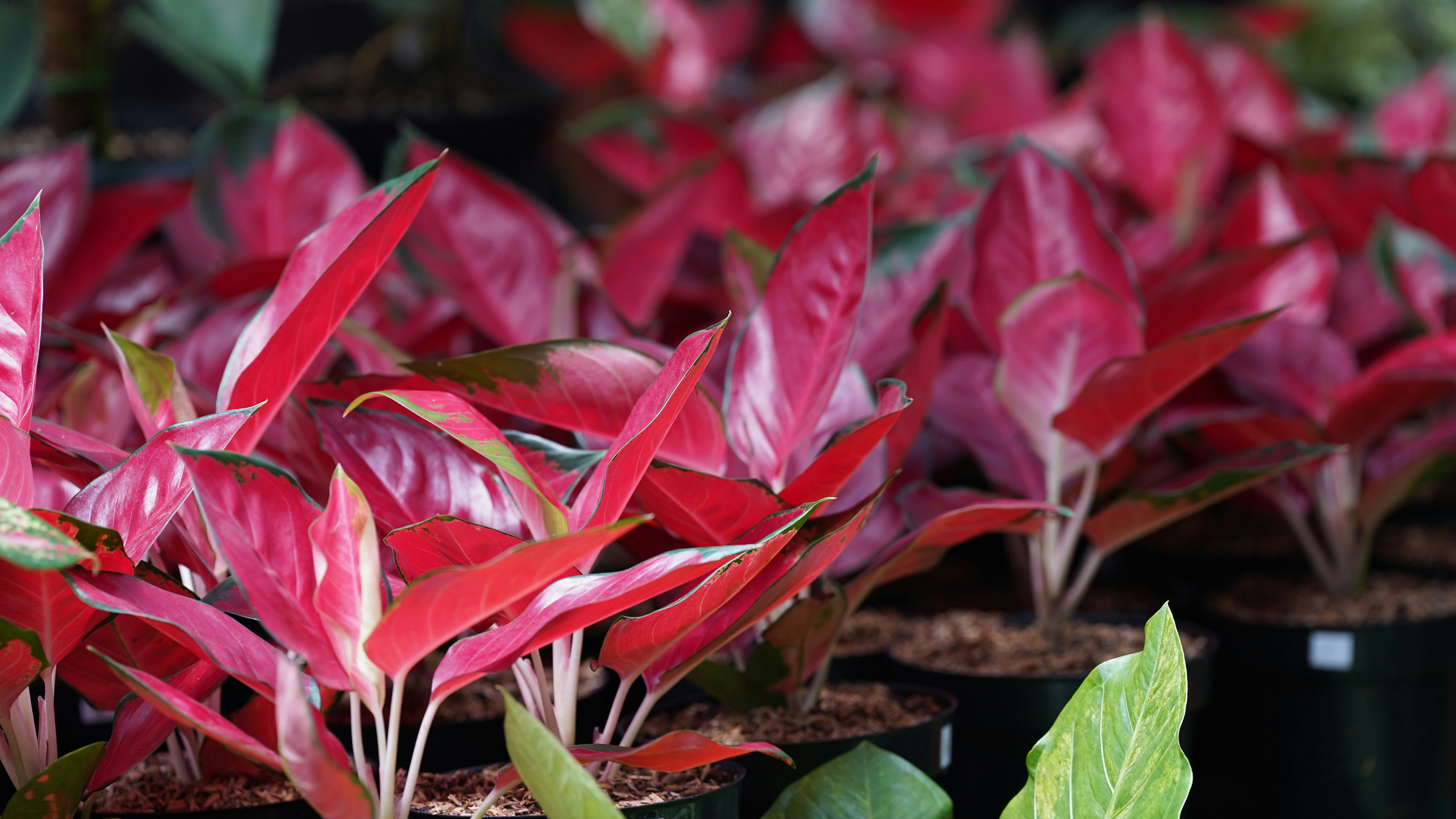 Photo by eka_kurniawan_muchiar