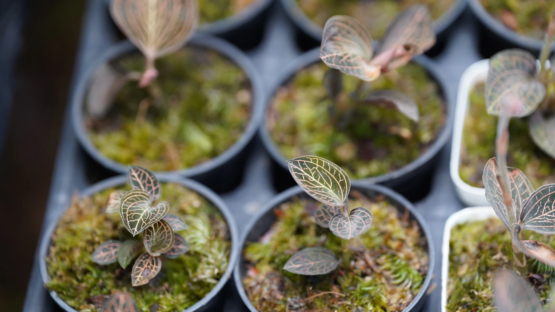 Small orchids are potted in a tray.