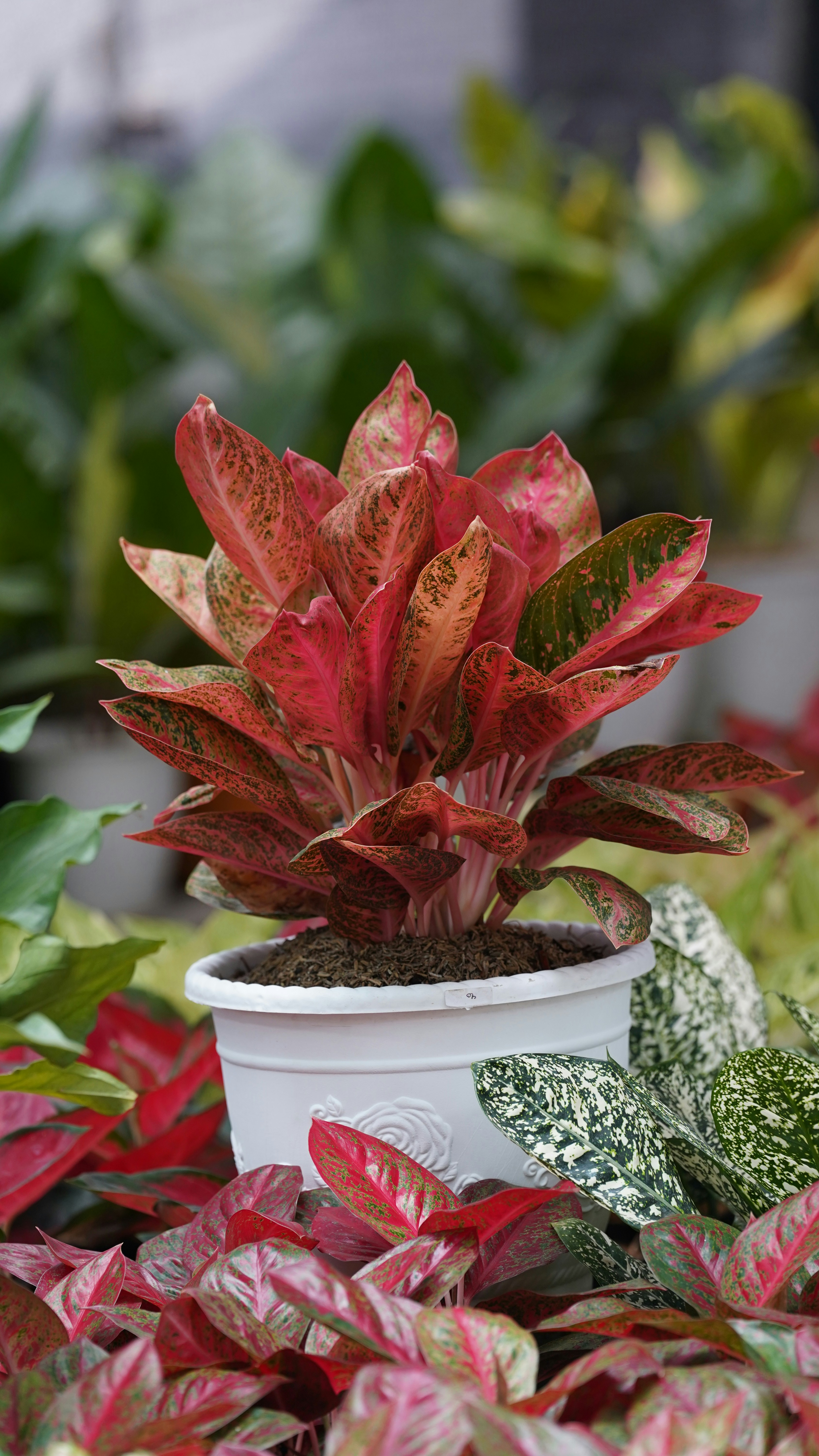 Eine rote Aglaonema-Pflanze in einem weißen Topf.