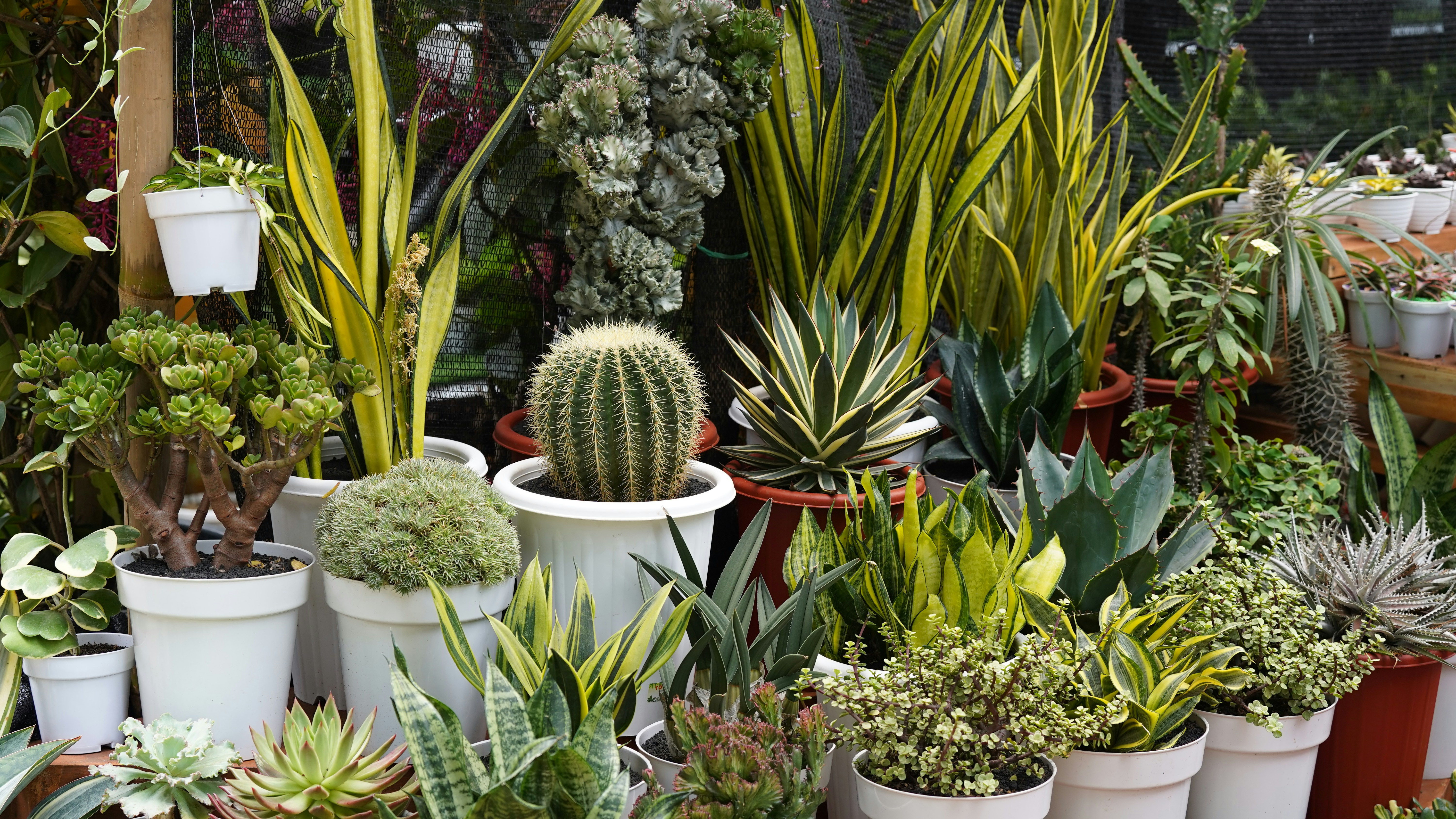 Post‑Purchase Funnels in 2026: Turning One‑Time Buyers into Micro‑Subscribers, Pop‑Up Attendees and Lifetime Fans