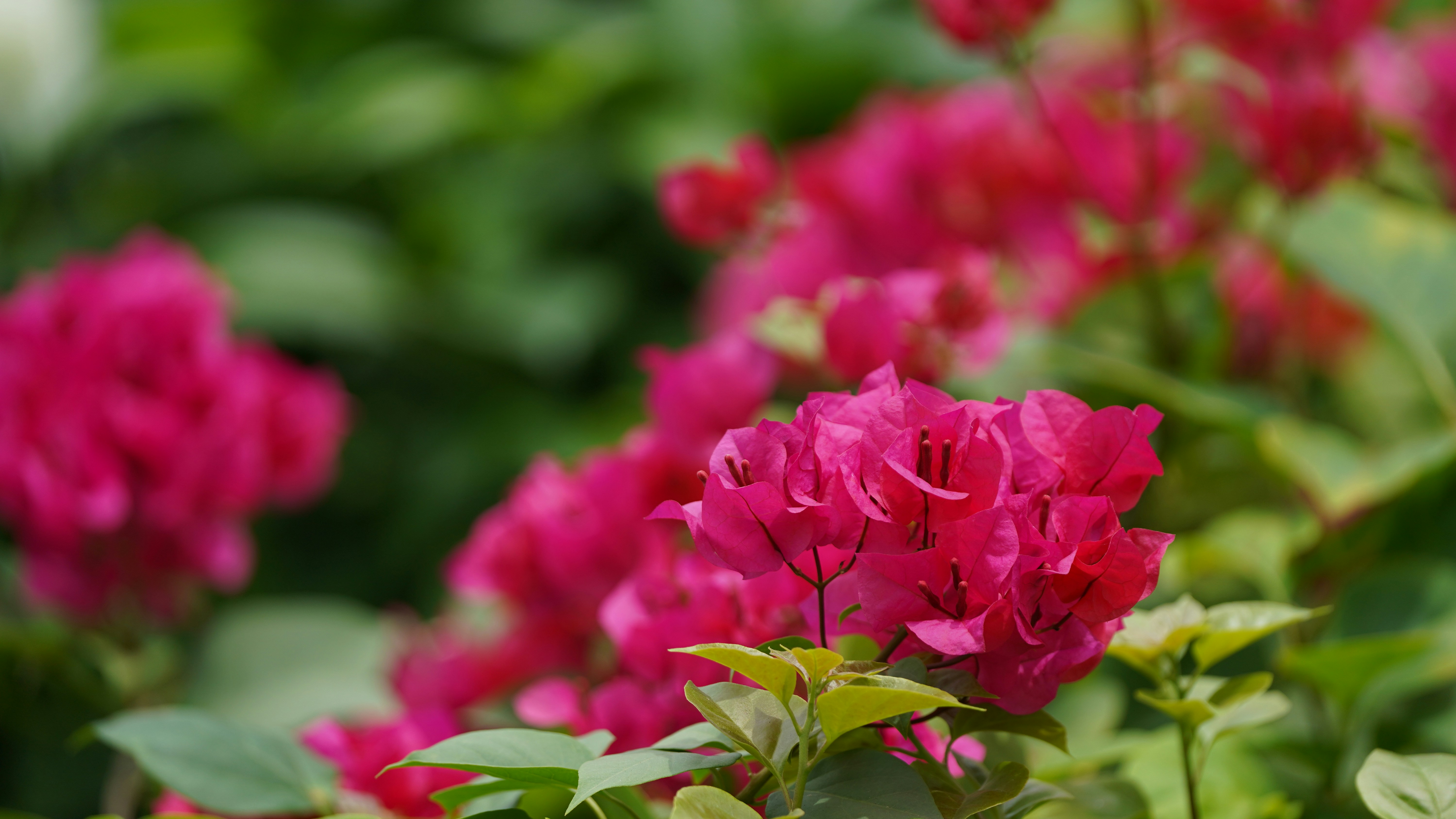 Photo by eka_kurniawan_muchiar