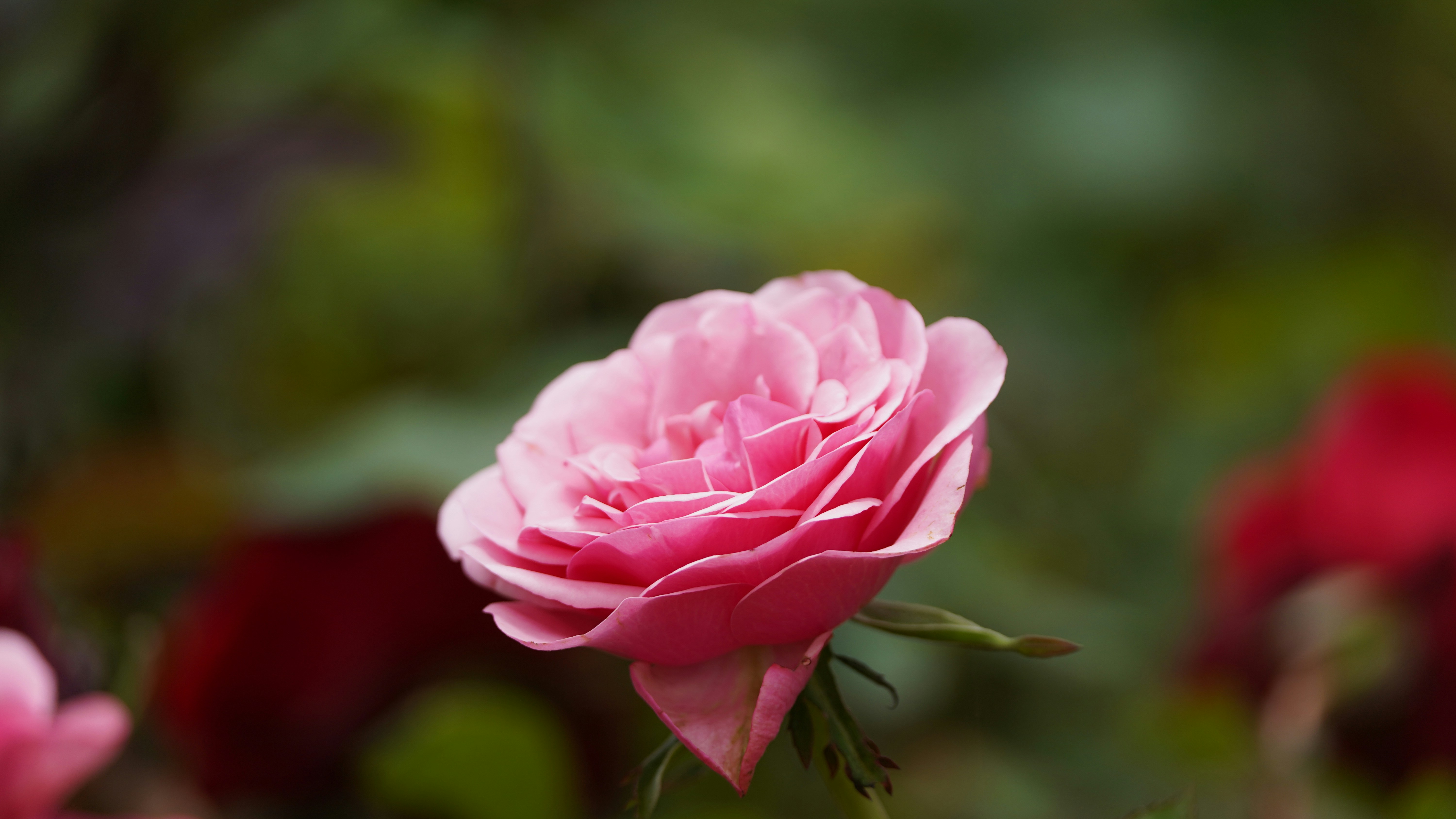 Photo by eka_kurniawan_muchiar