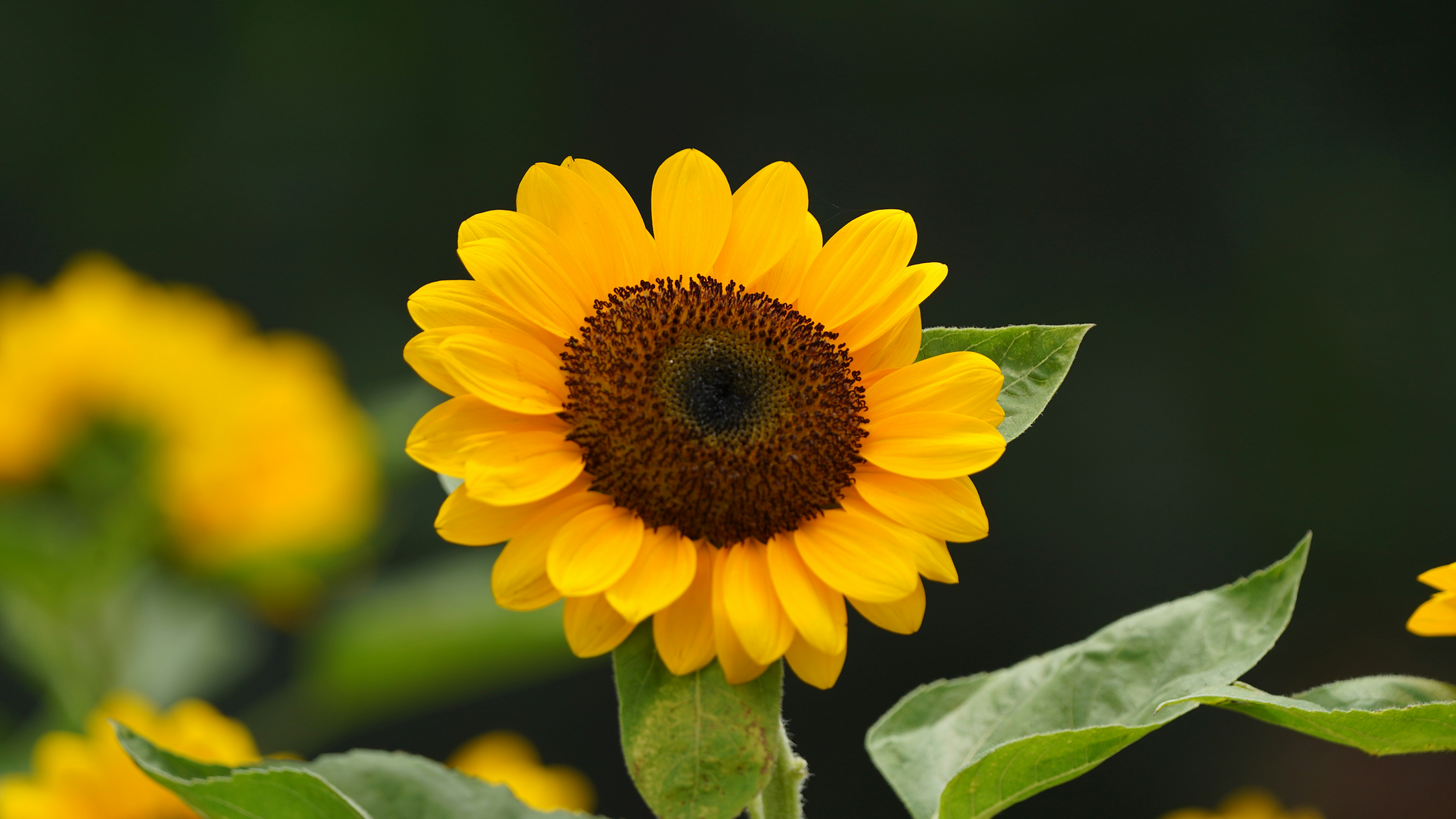 Indonesia floral biodiversity guide step 3