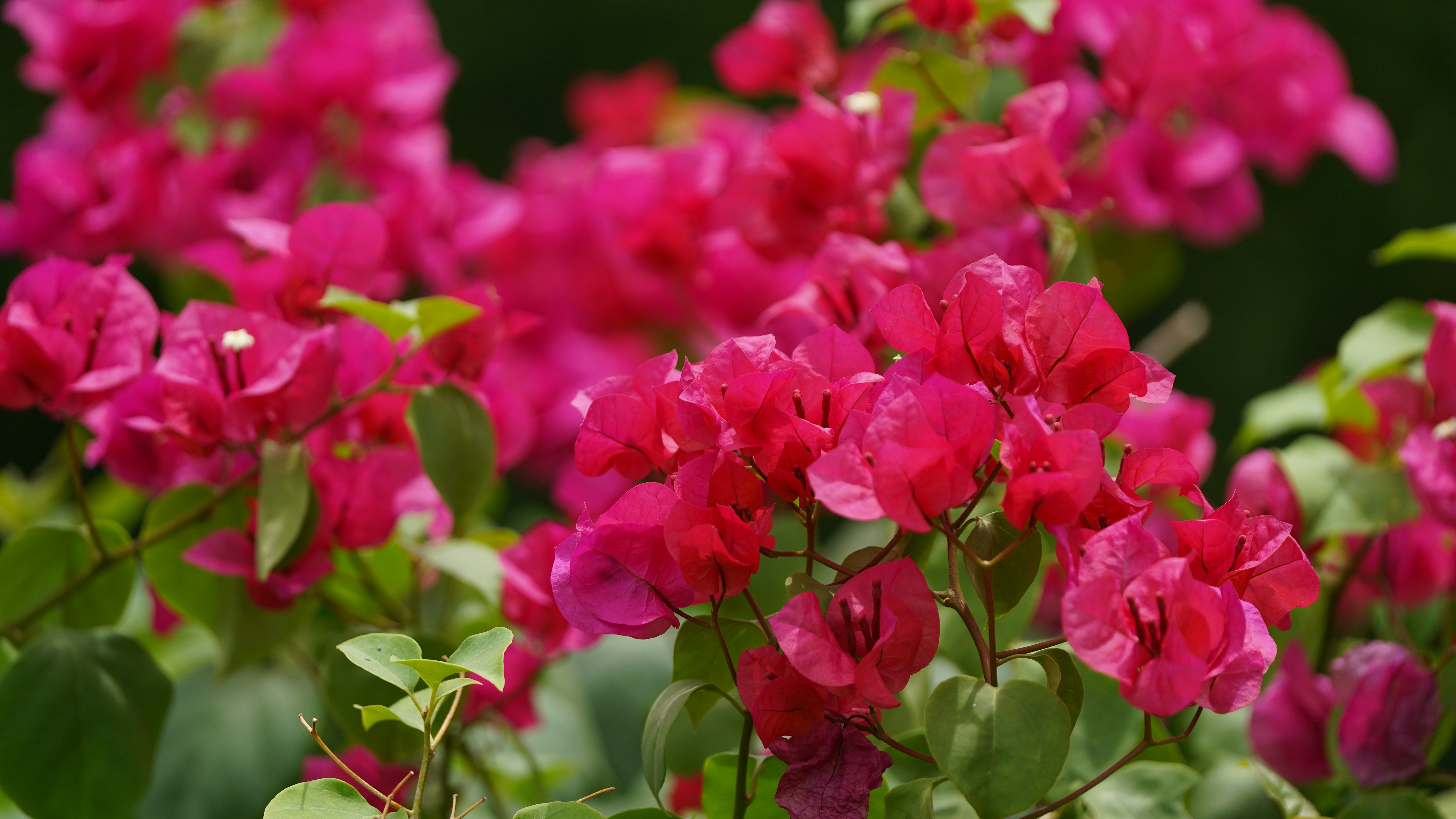 Photo by eka_kurniawan_muchiar