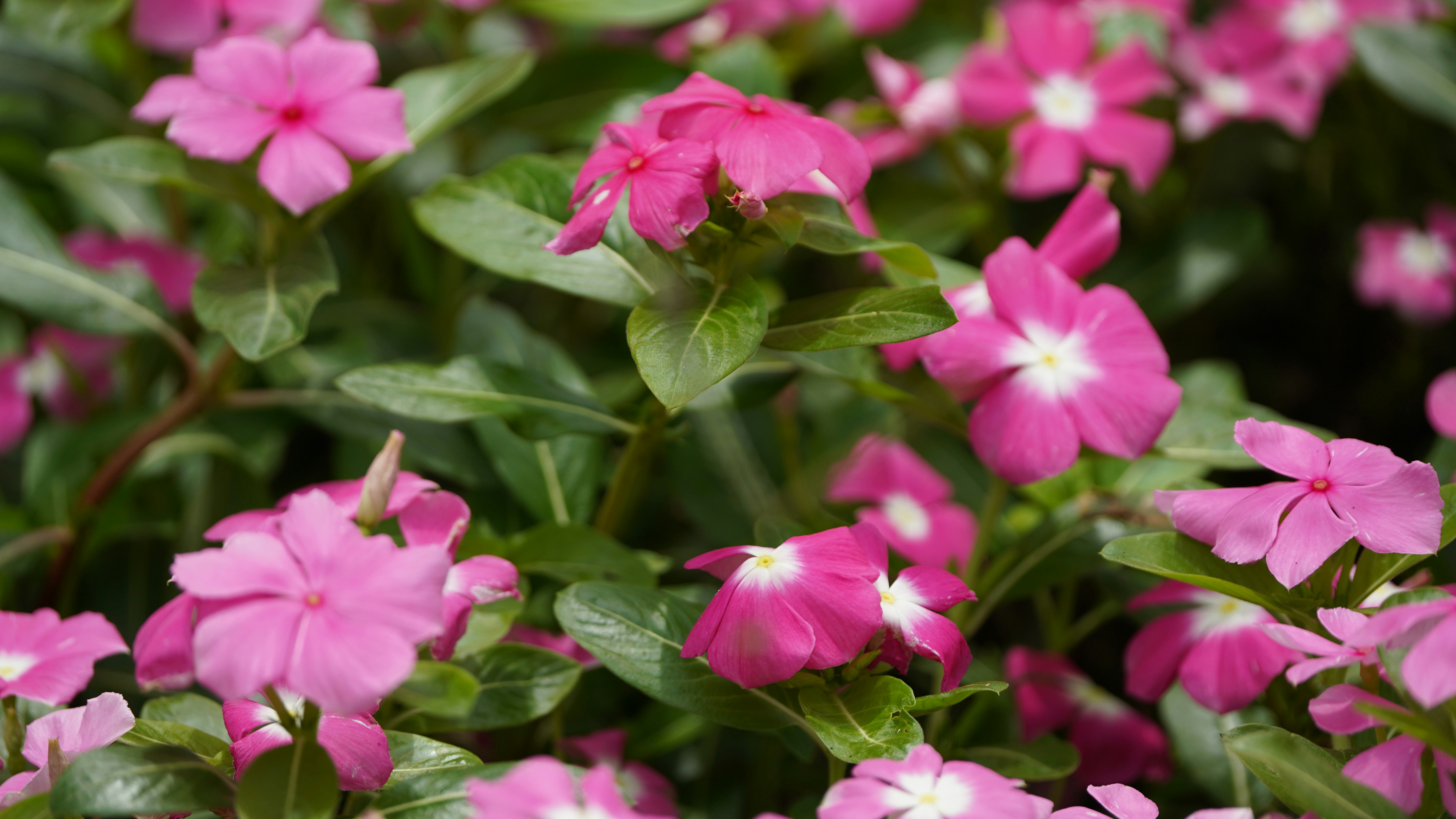 Simple Tips to Incorporate Protein Into Daily Meals