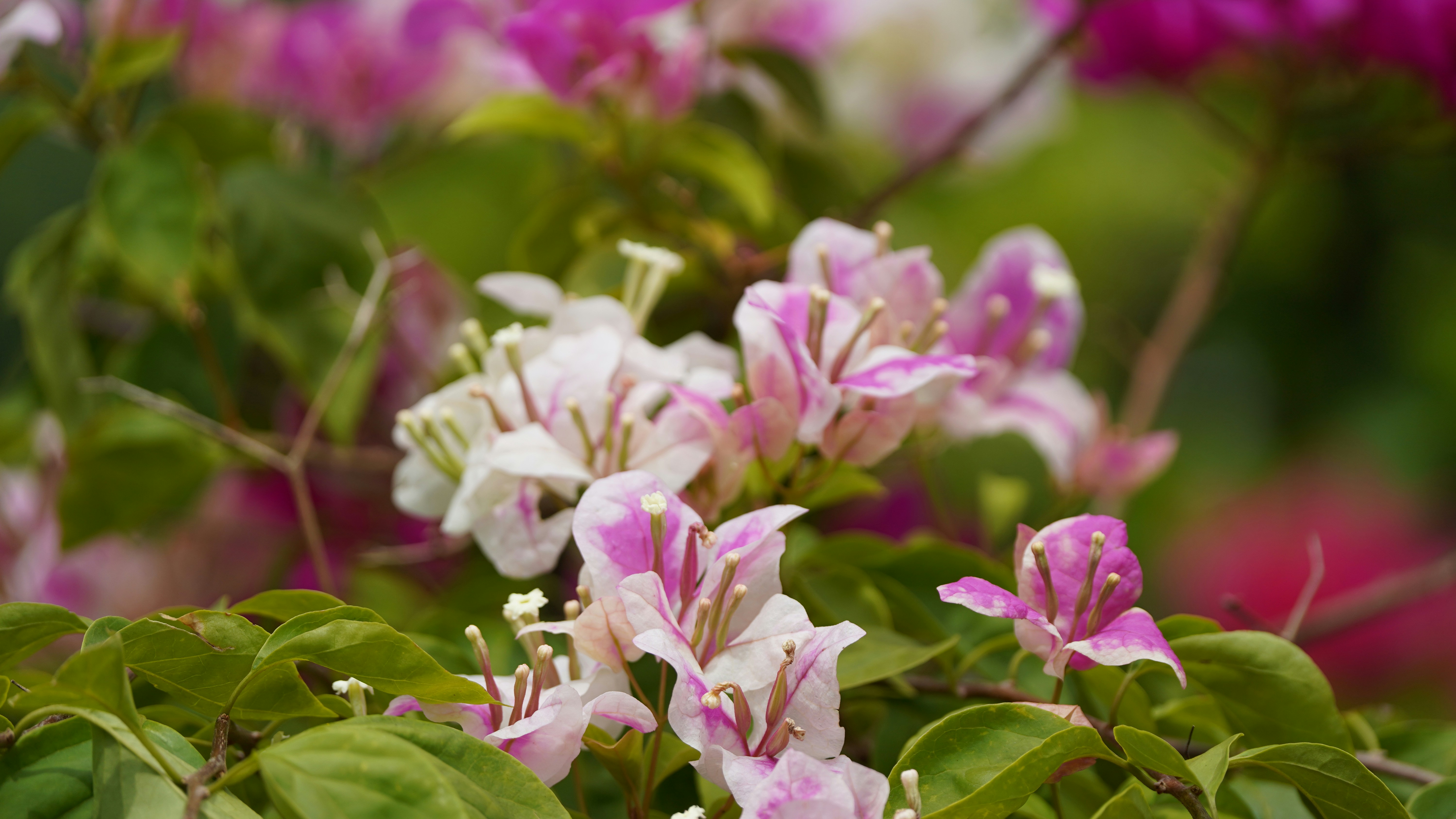 Photo by eka_kurniawan_muchiar