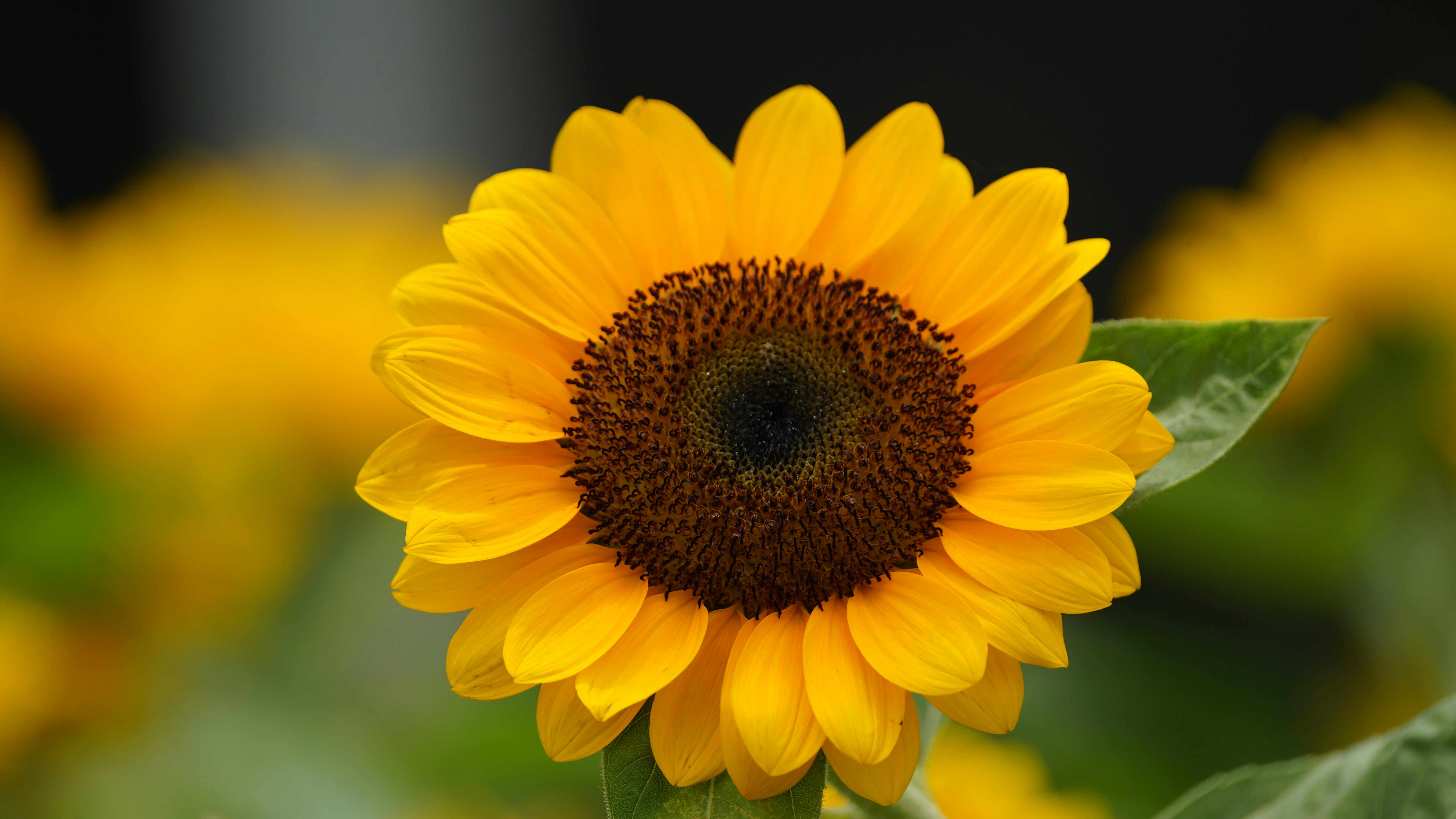 Indonesia floral biodiversity guide step 2