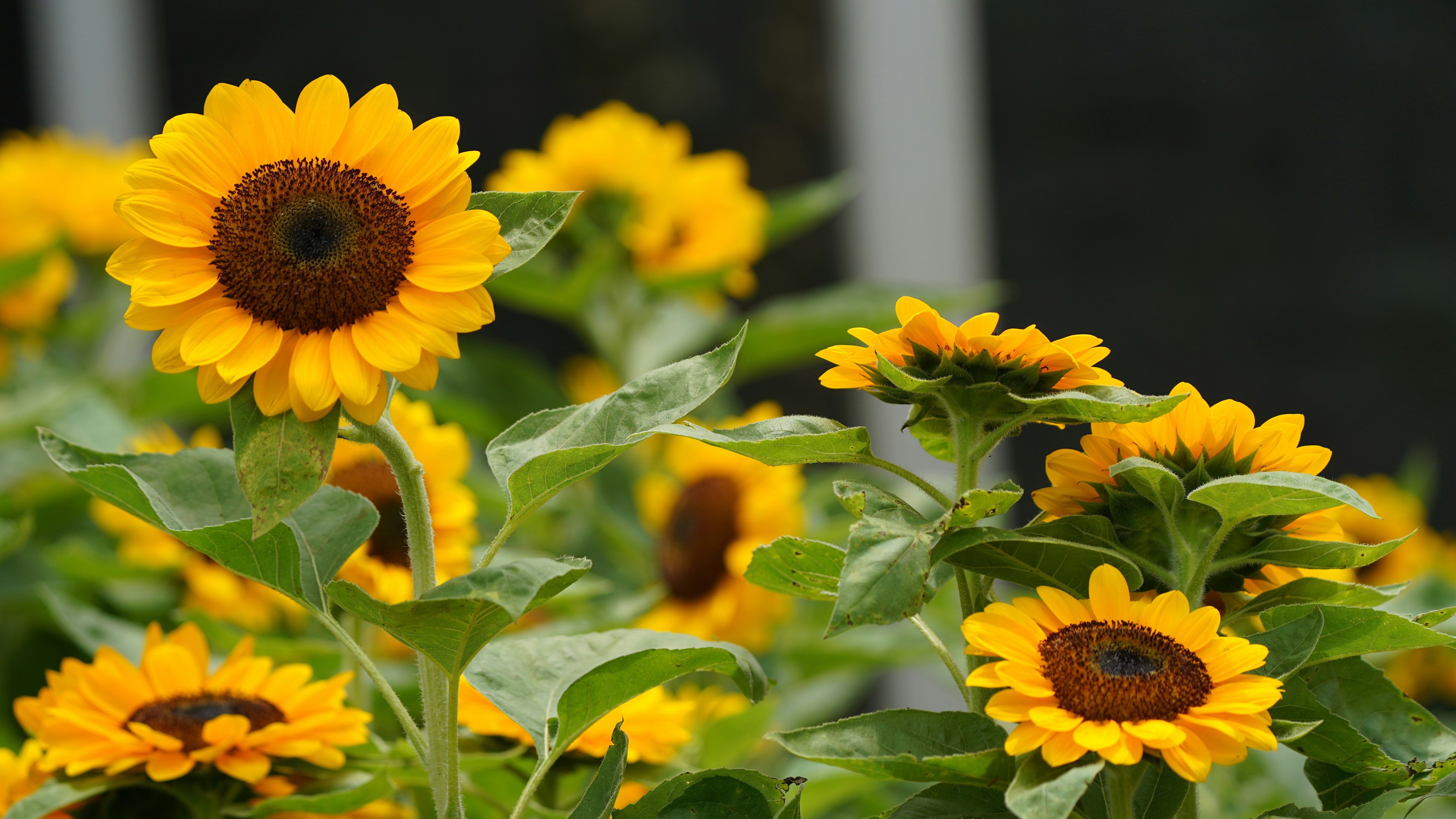 Photo by eka_kurniawan_muchiar