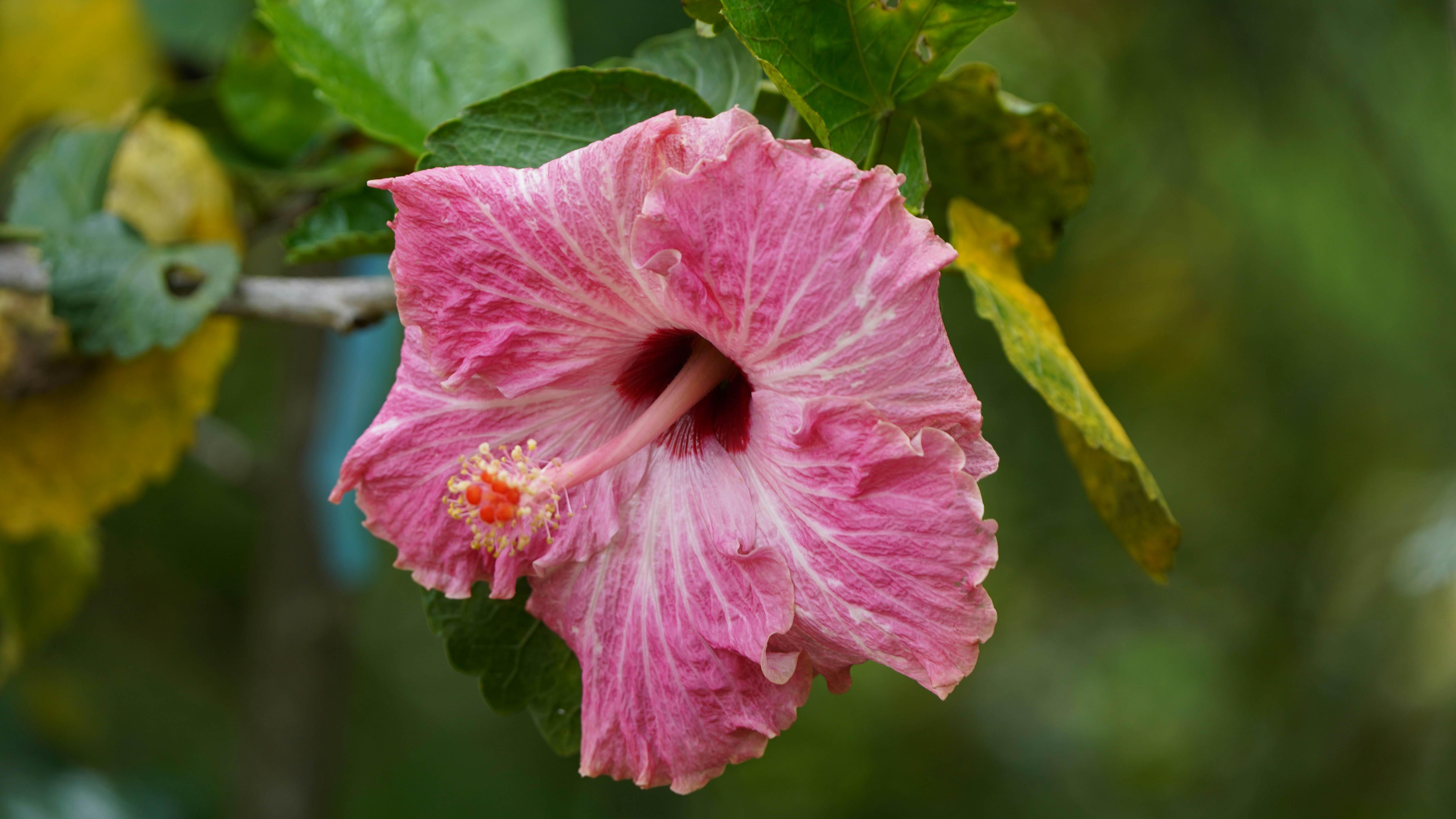 Indonesia floral biodiversity guide