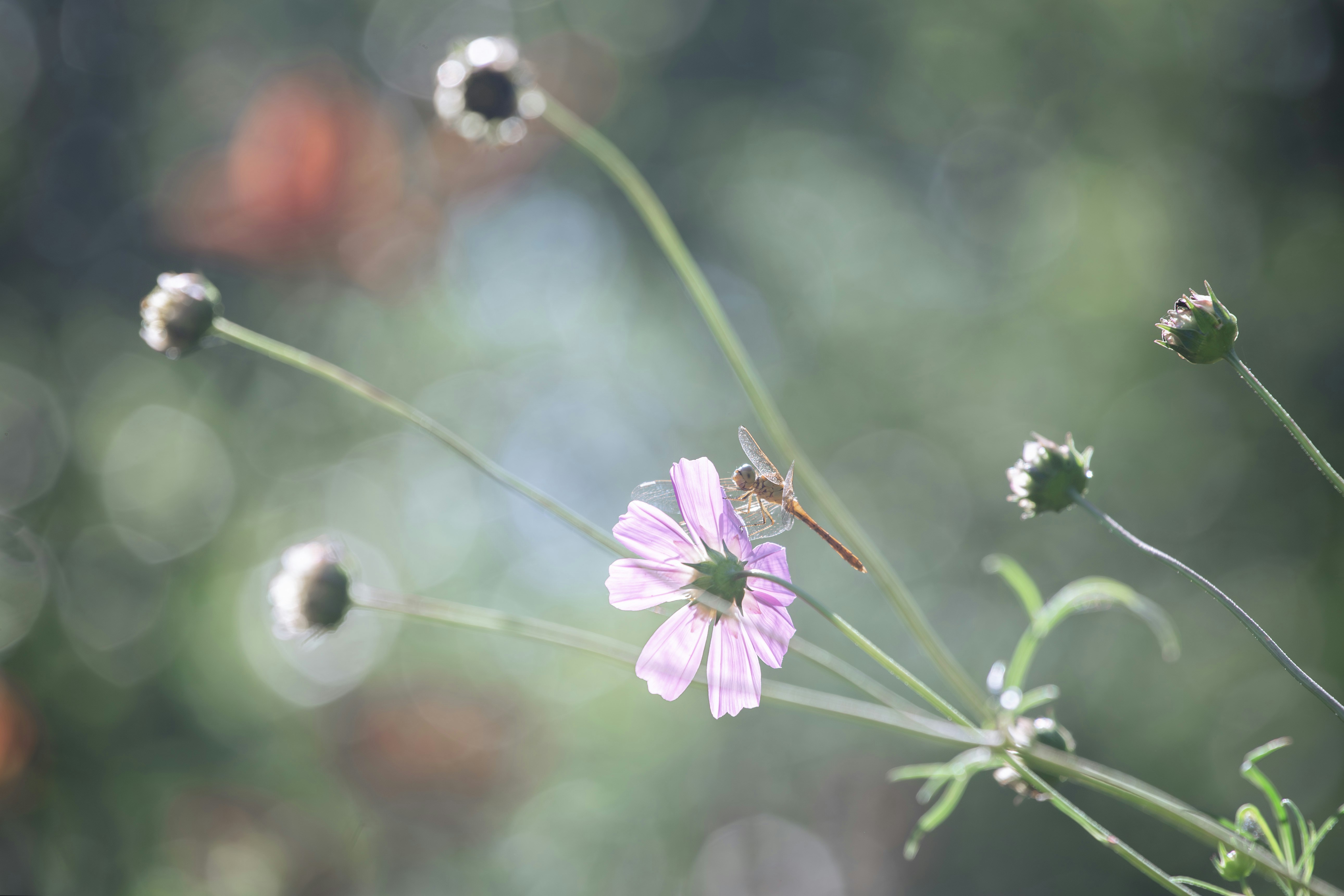 Photo by lisoglazka