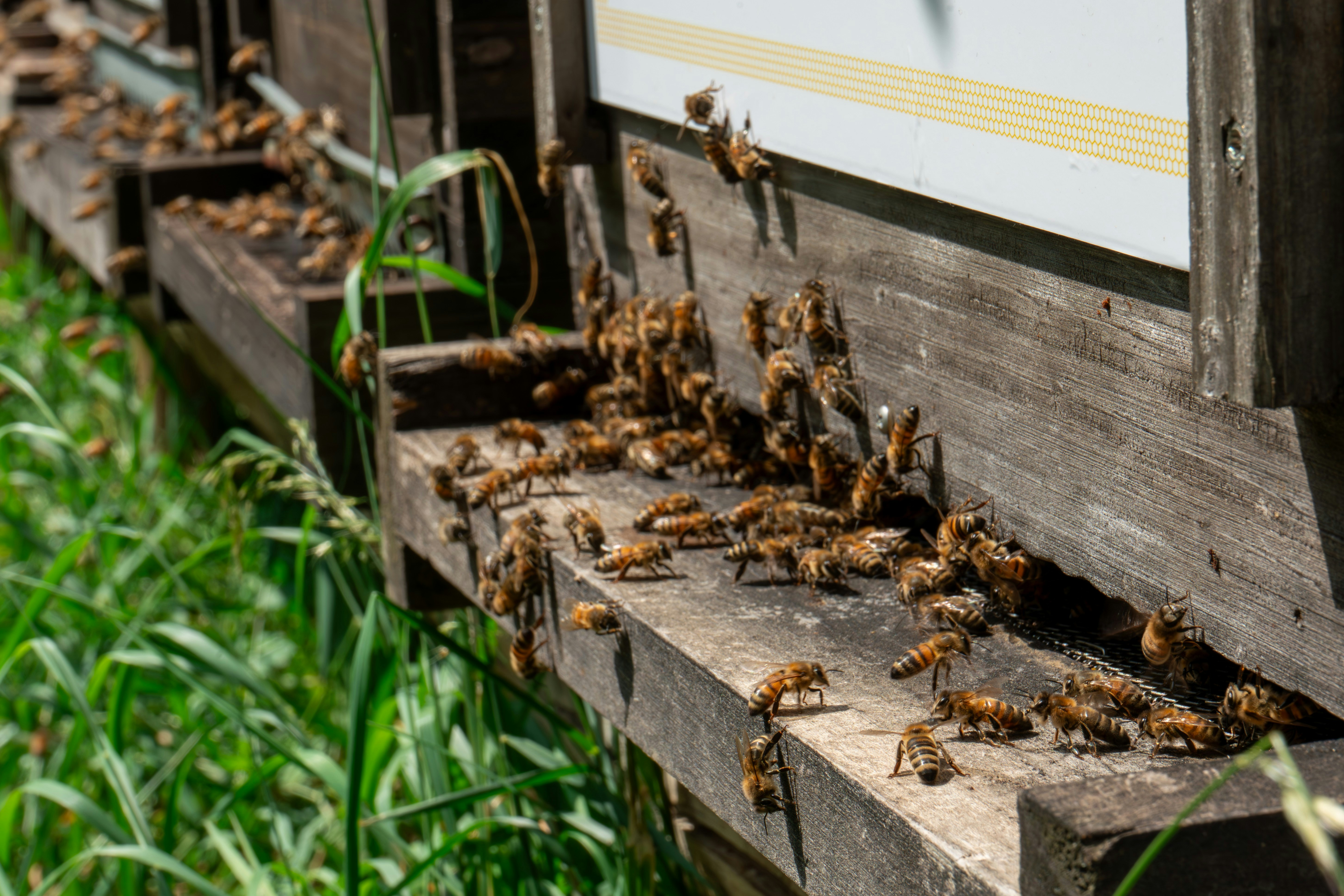 Bees swarm around a wooden beehive structure.