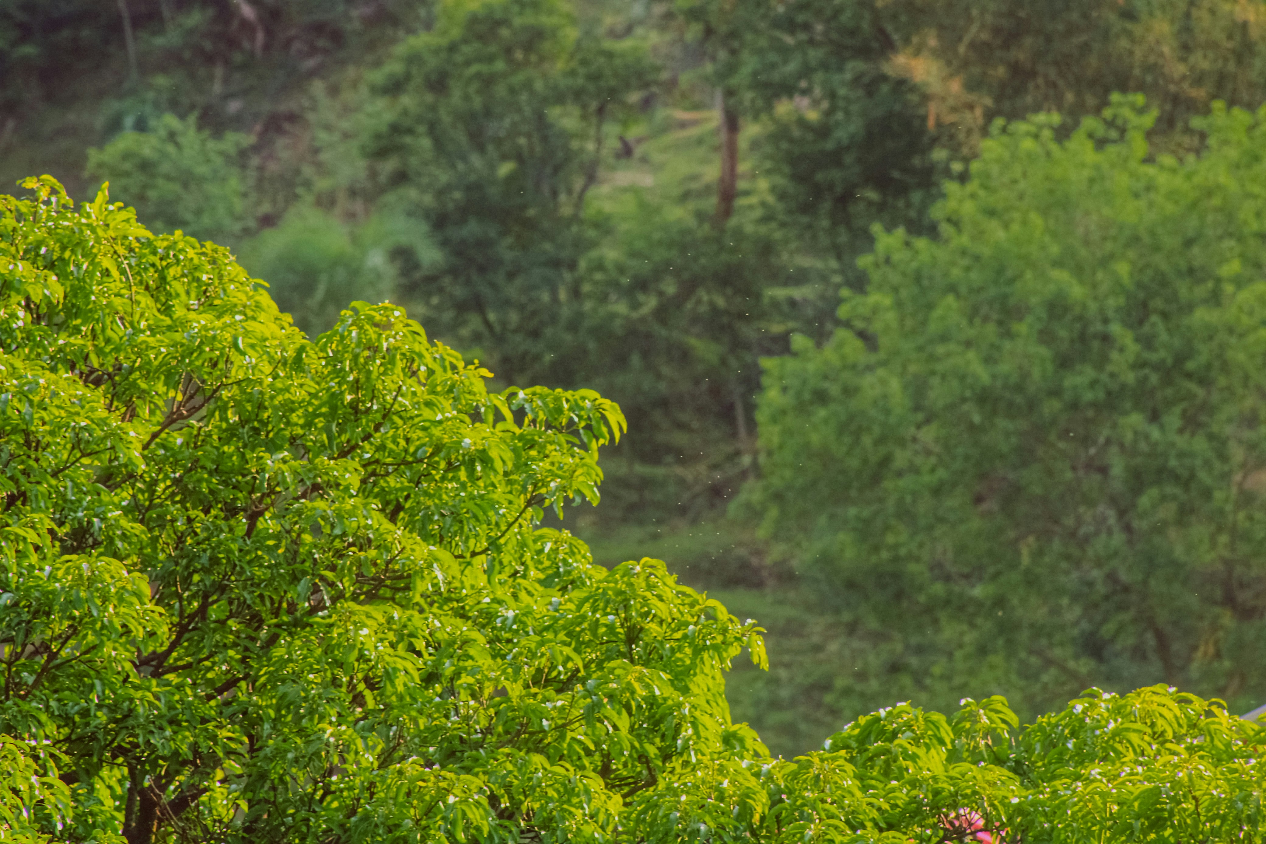 Photo by abhaymahajan