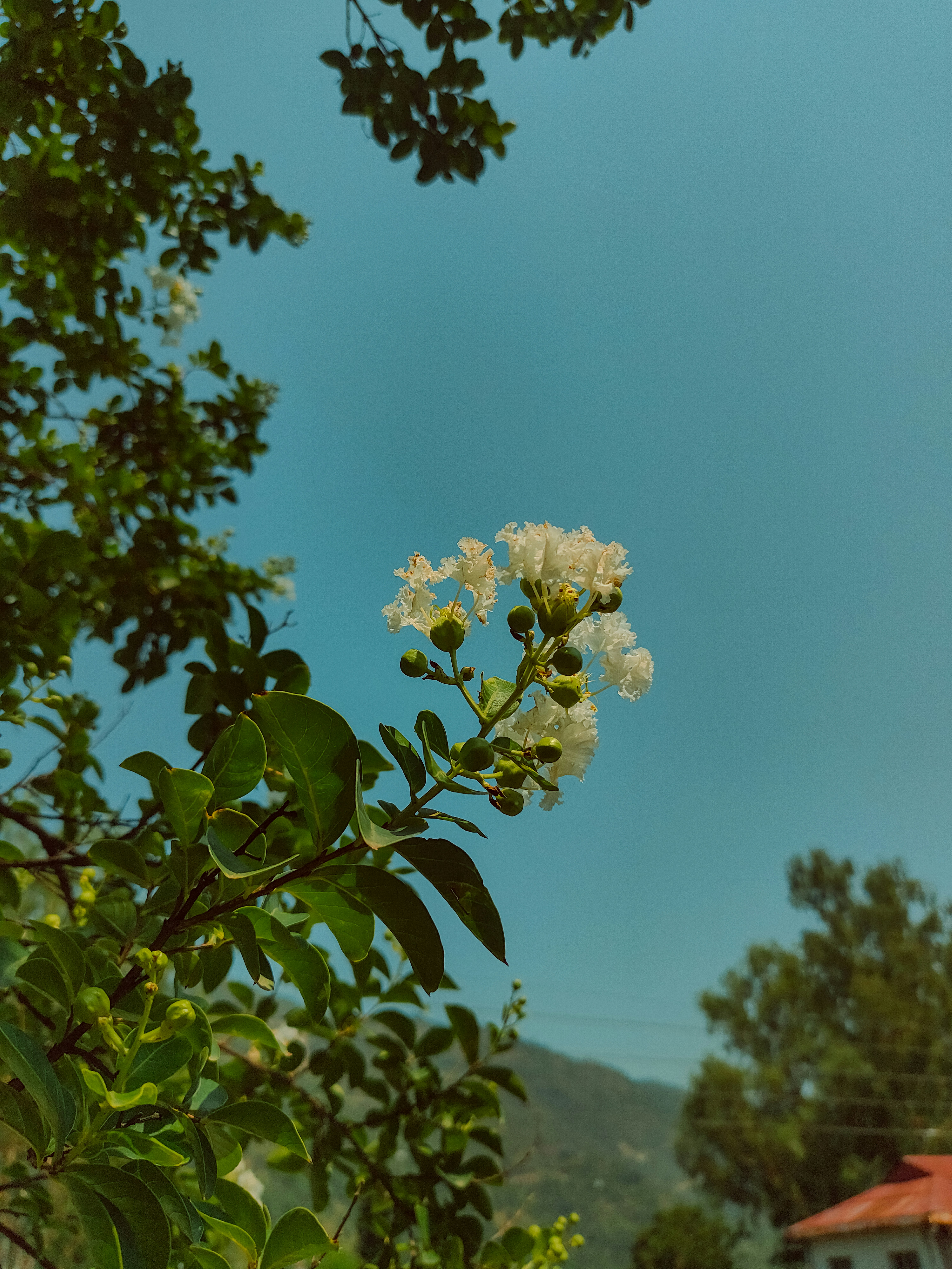 White flowers bloom against a blue sky.