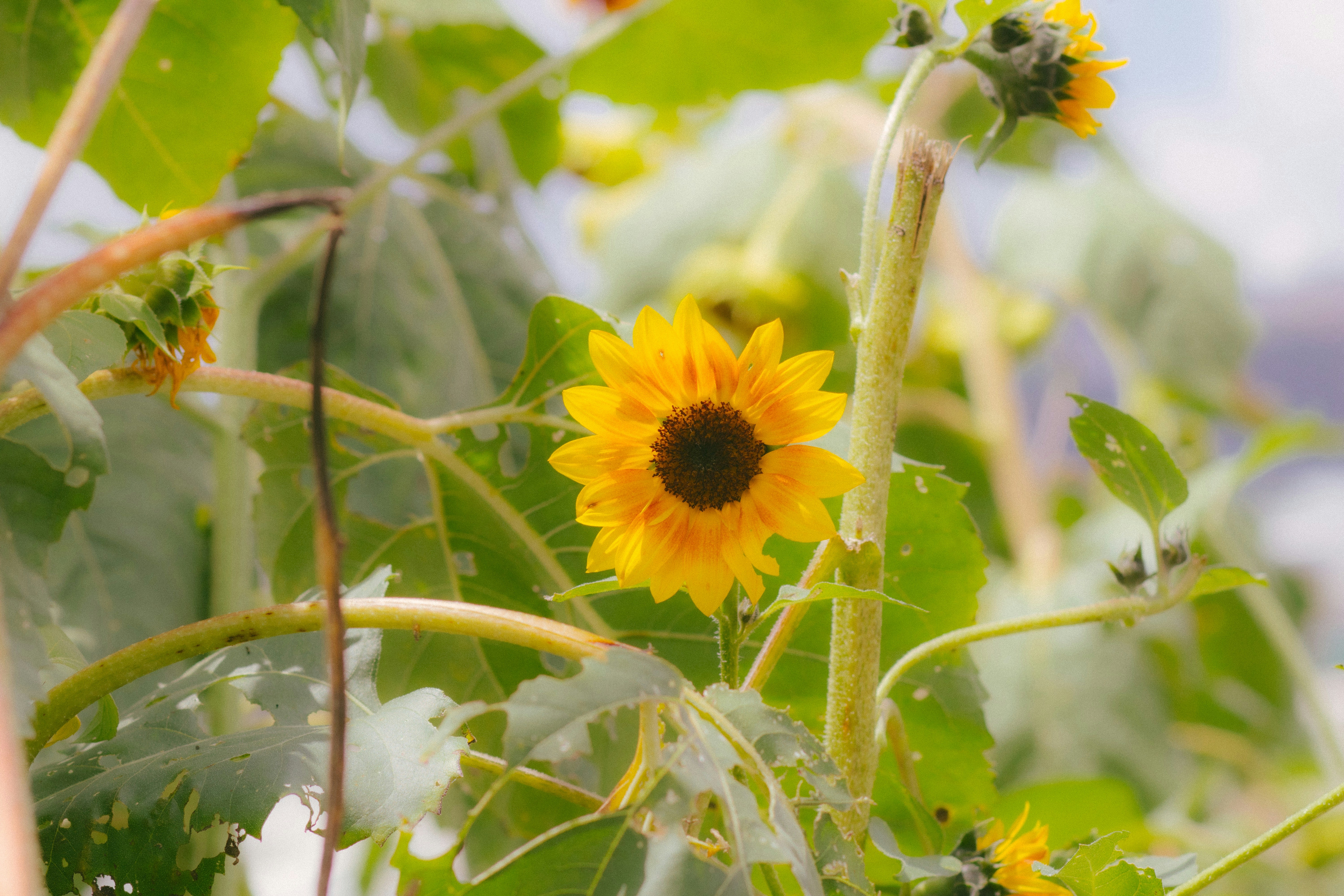 Photo by patrickilao