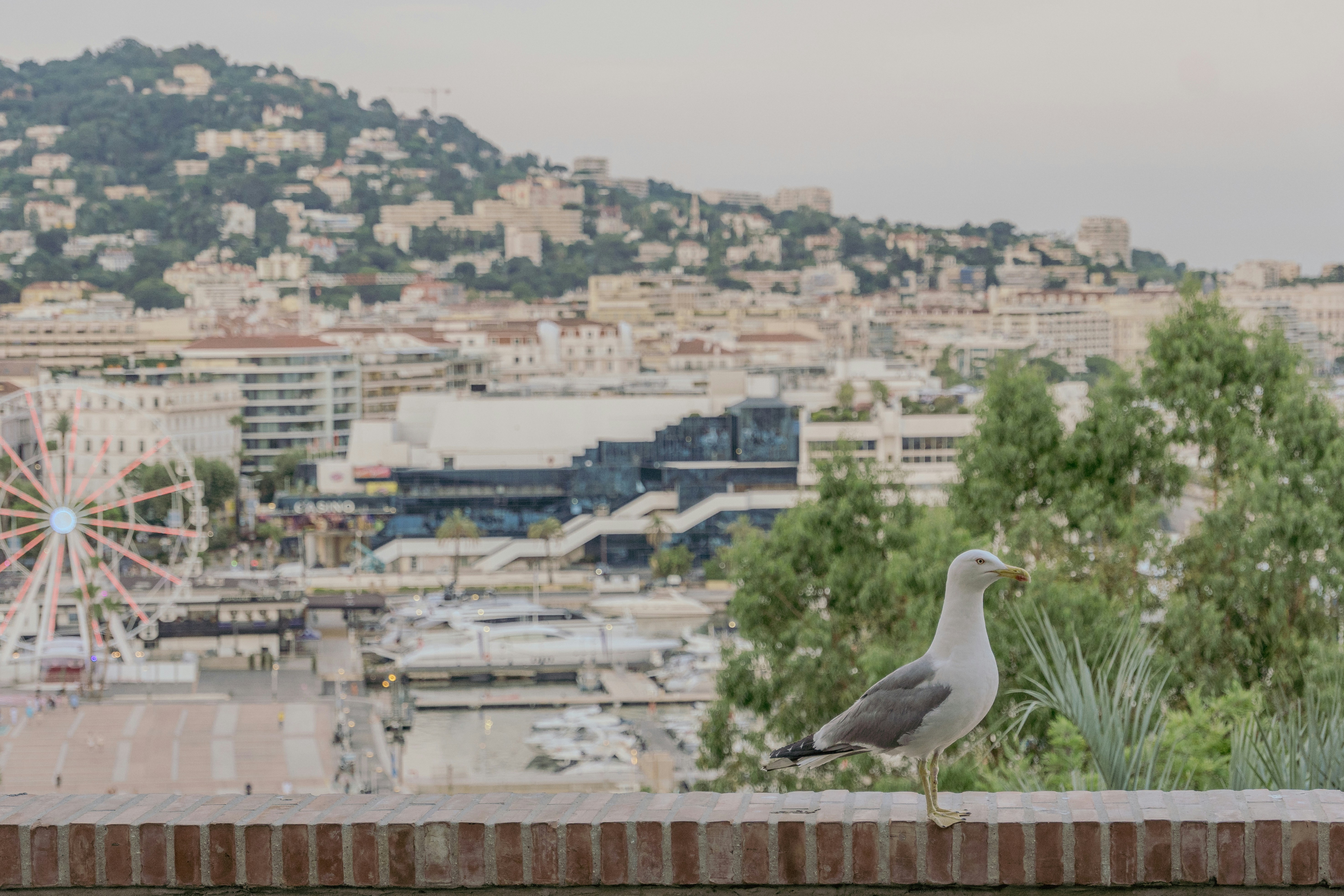 A seagull perches with a city view.
