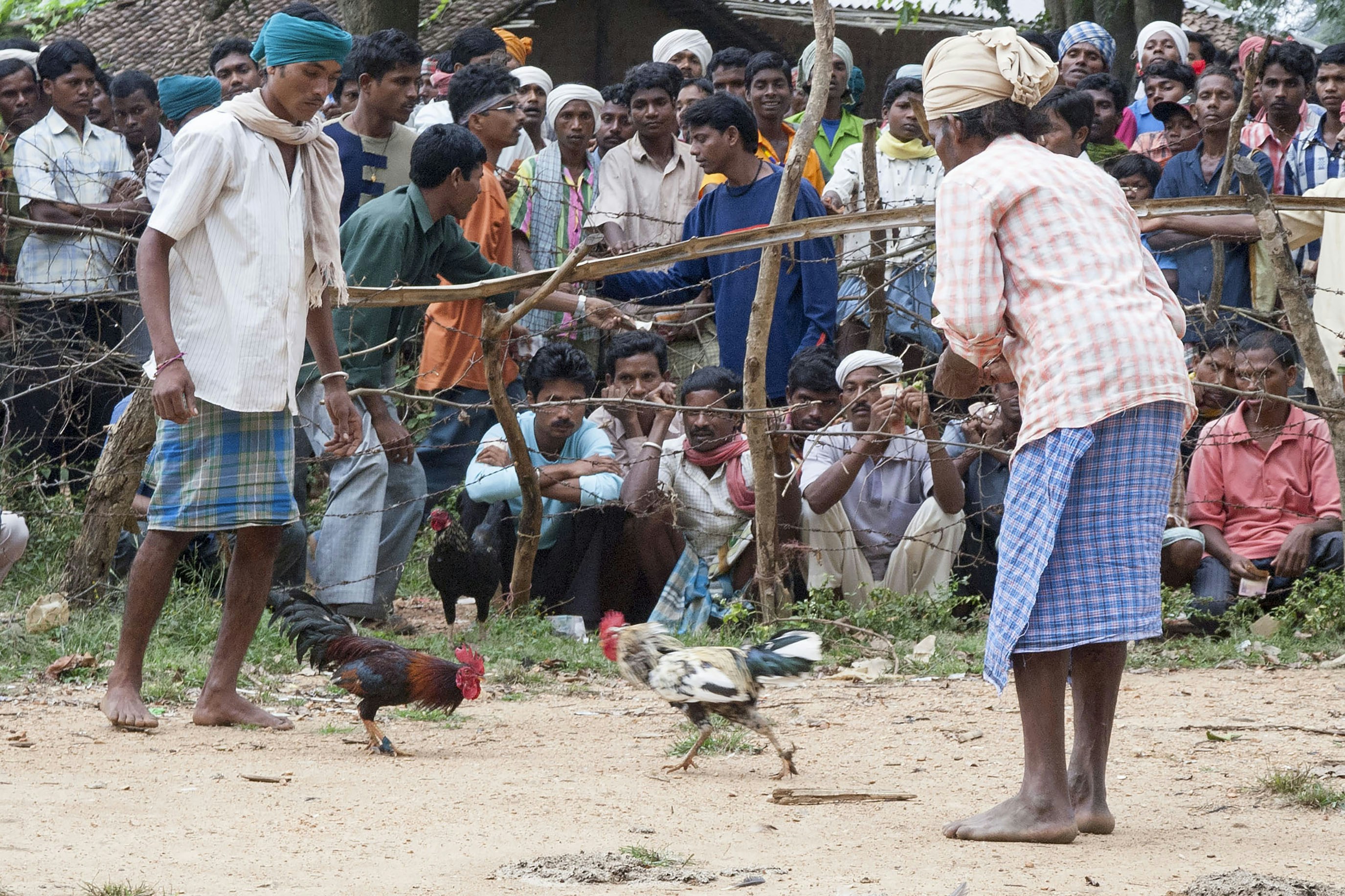 People watch a cockfight.