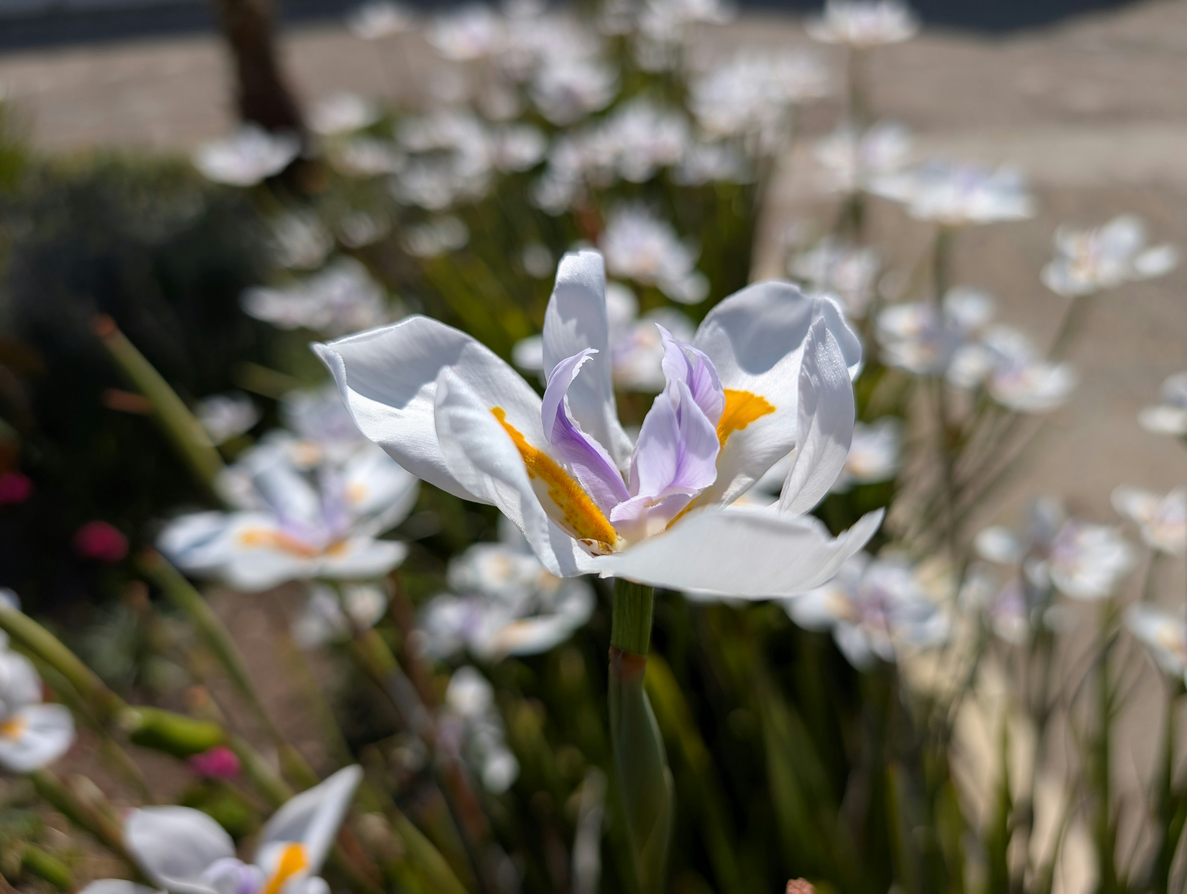 Photo by scottywatty