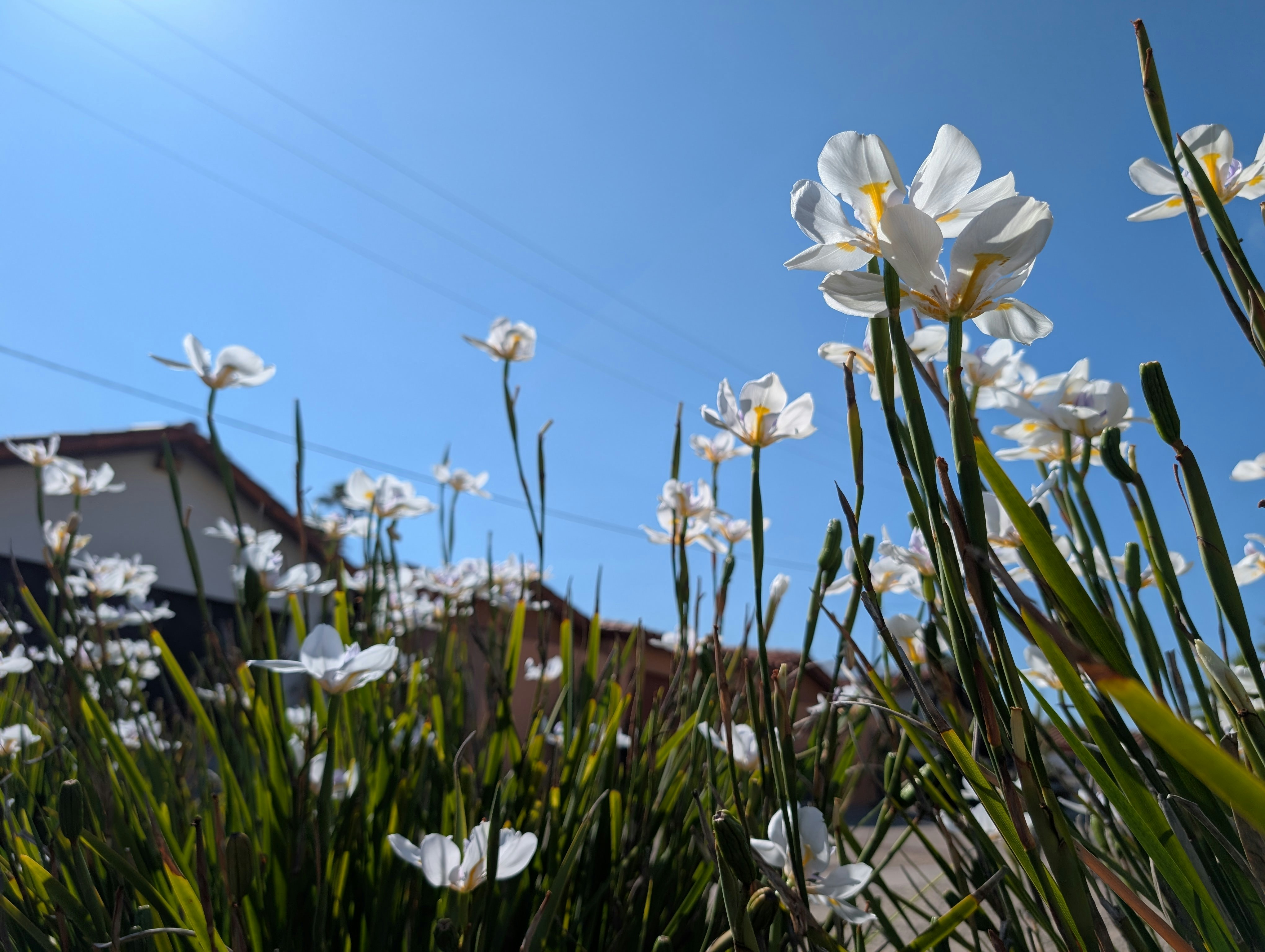 White flowers bloom under a bright blue sky.