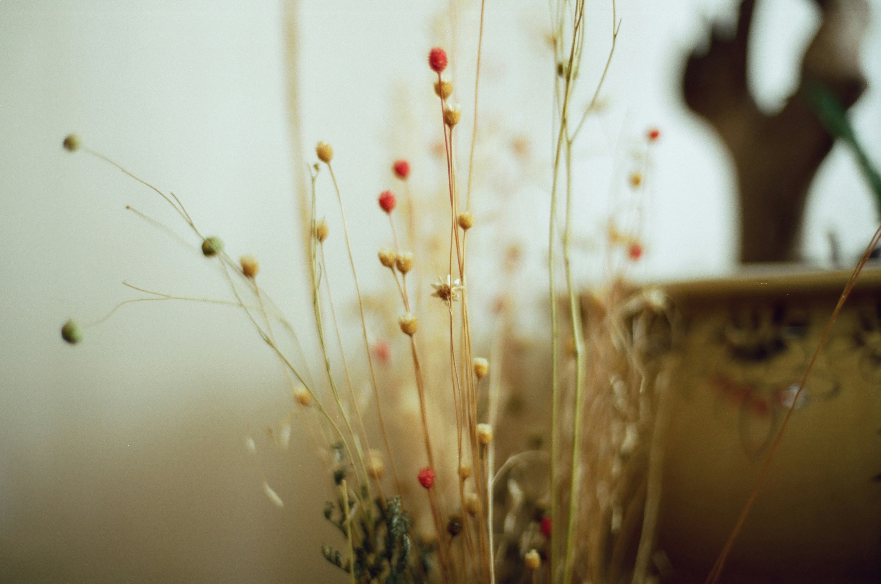 Dried flowers in a vase, close-up shot.