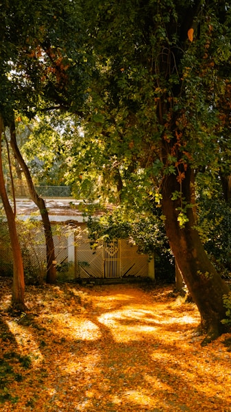 Principe Real & Rato