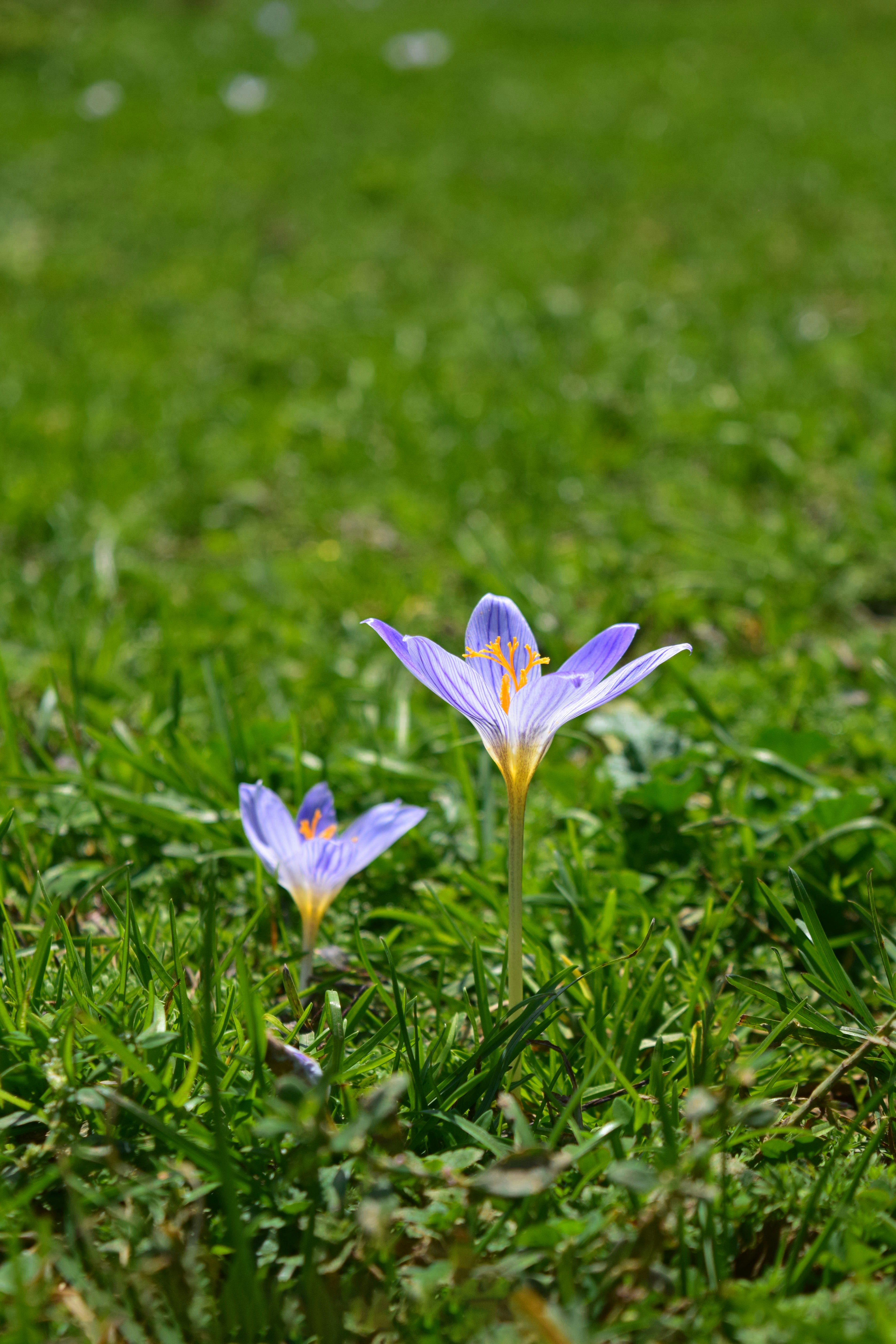 Purple crocus flowers bloom in green grass.