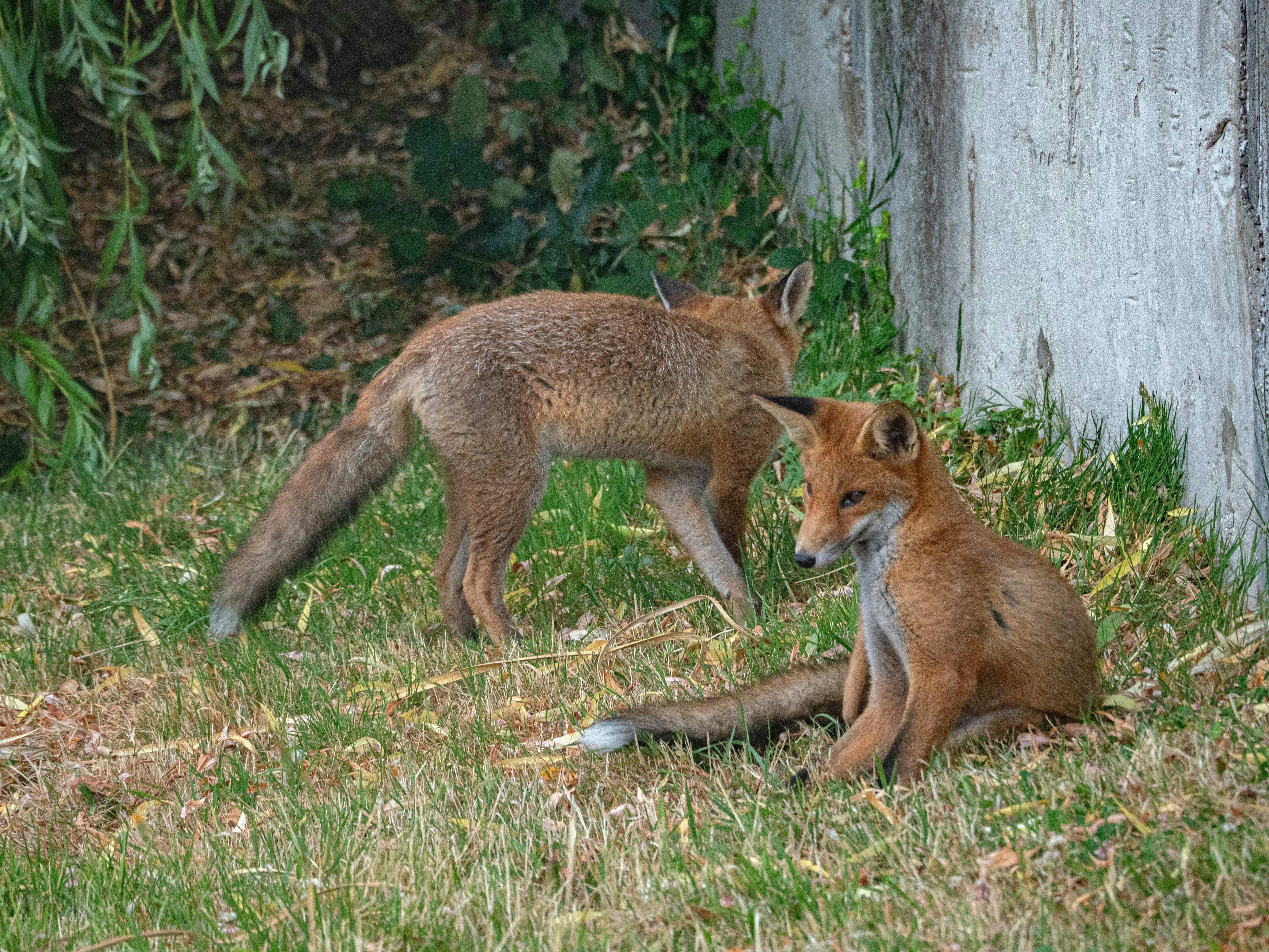 Photo by brett_jordan