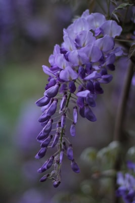 Wisteria floribunda Alba
