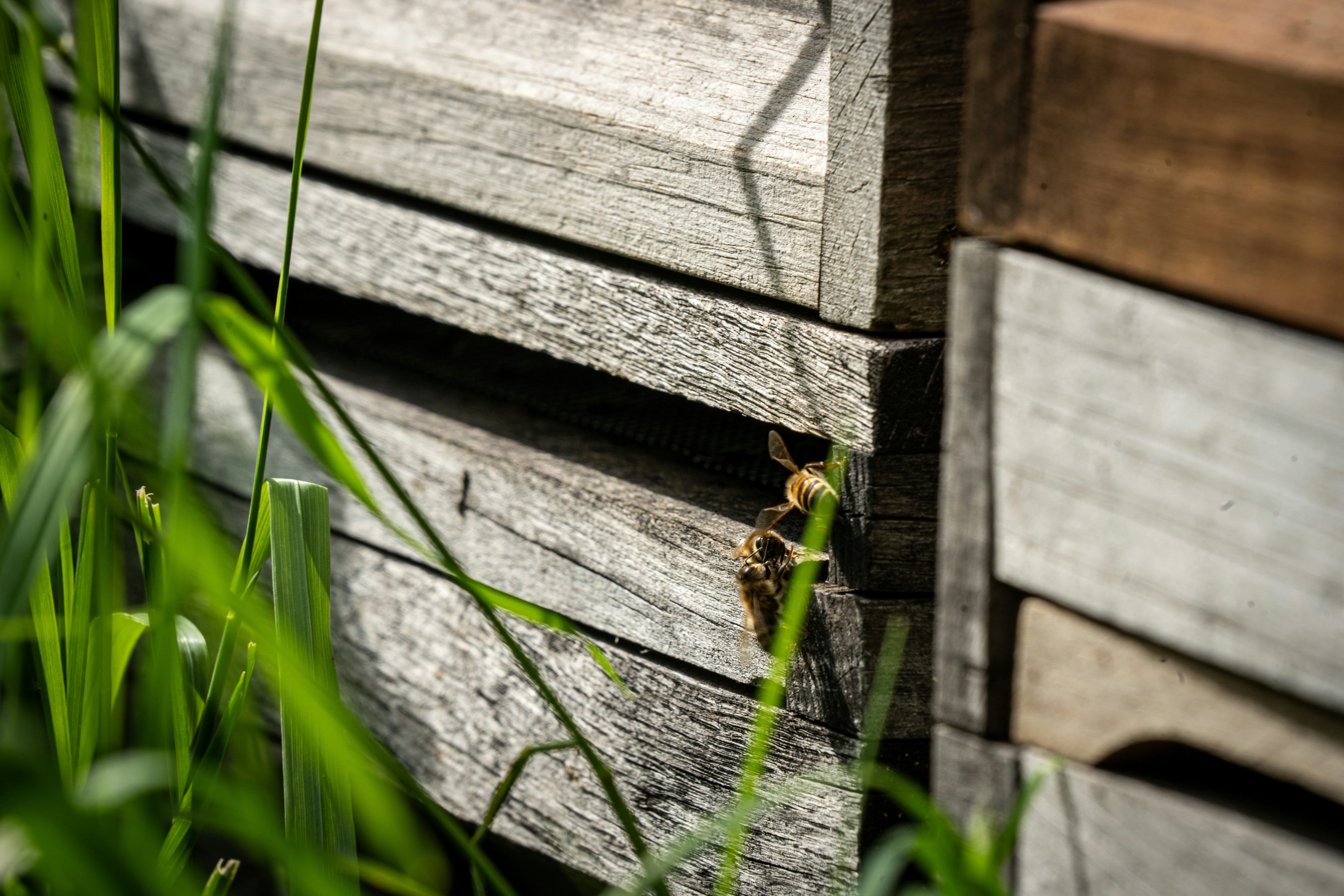 نحلتان على خلية