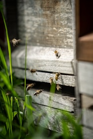 ruche et abeilles, parrainage de ruches