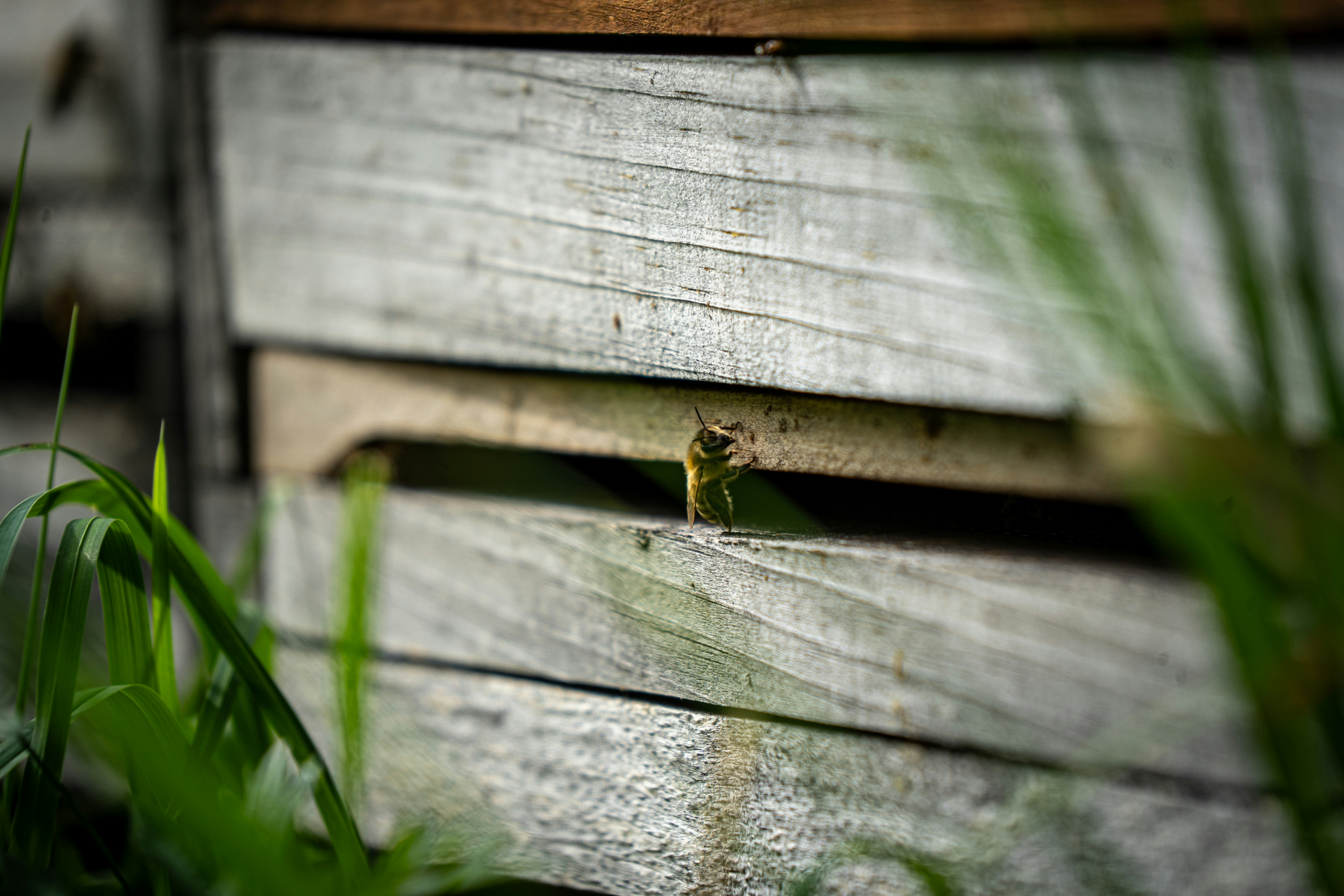 نحلة على خلية خشبية