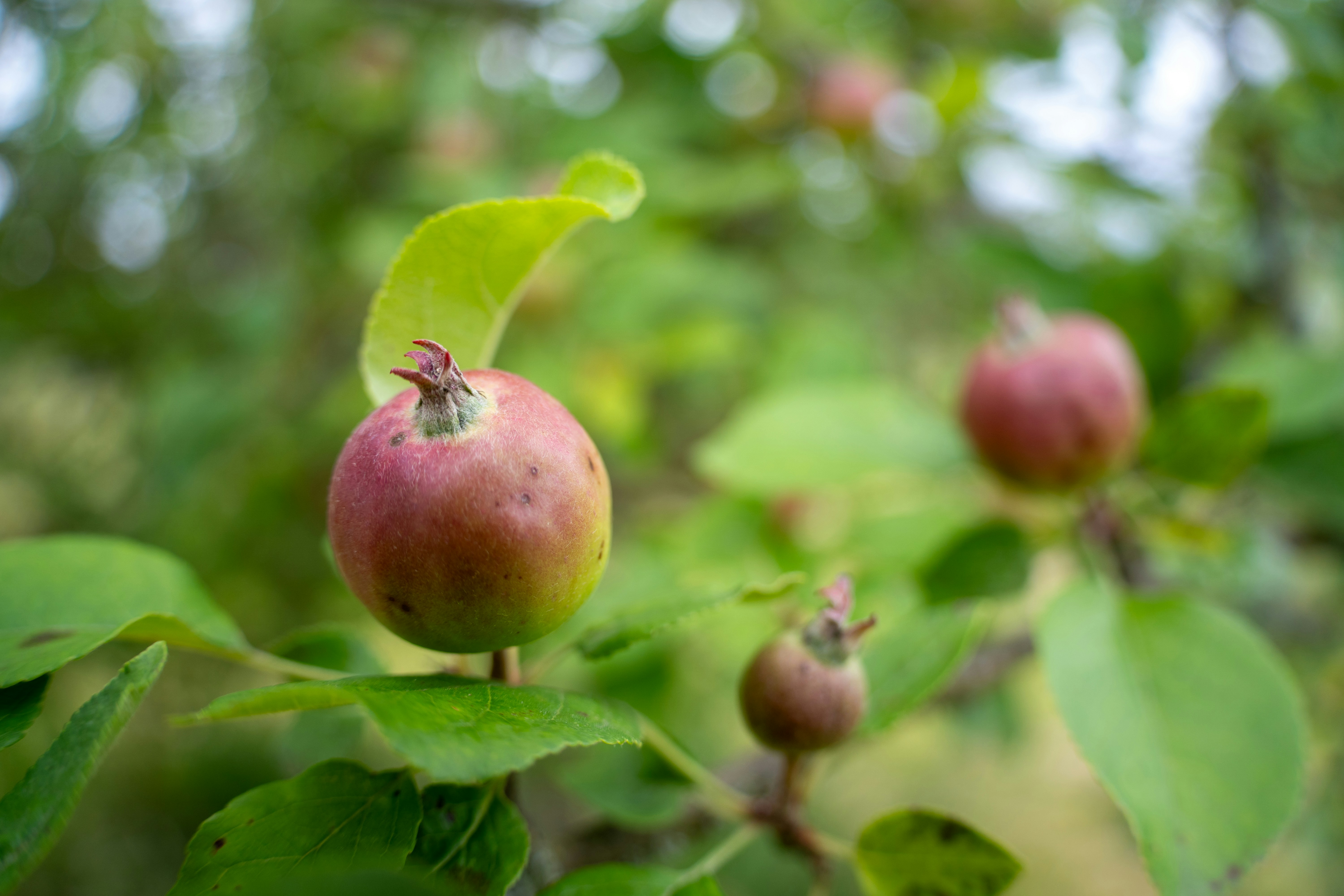 Photo by fabiankleiser