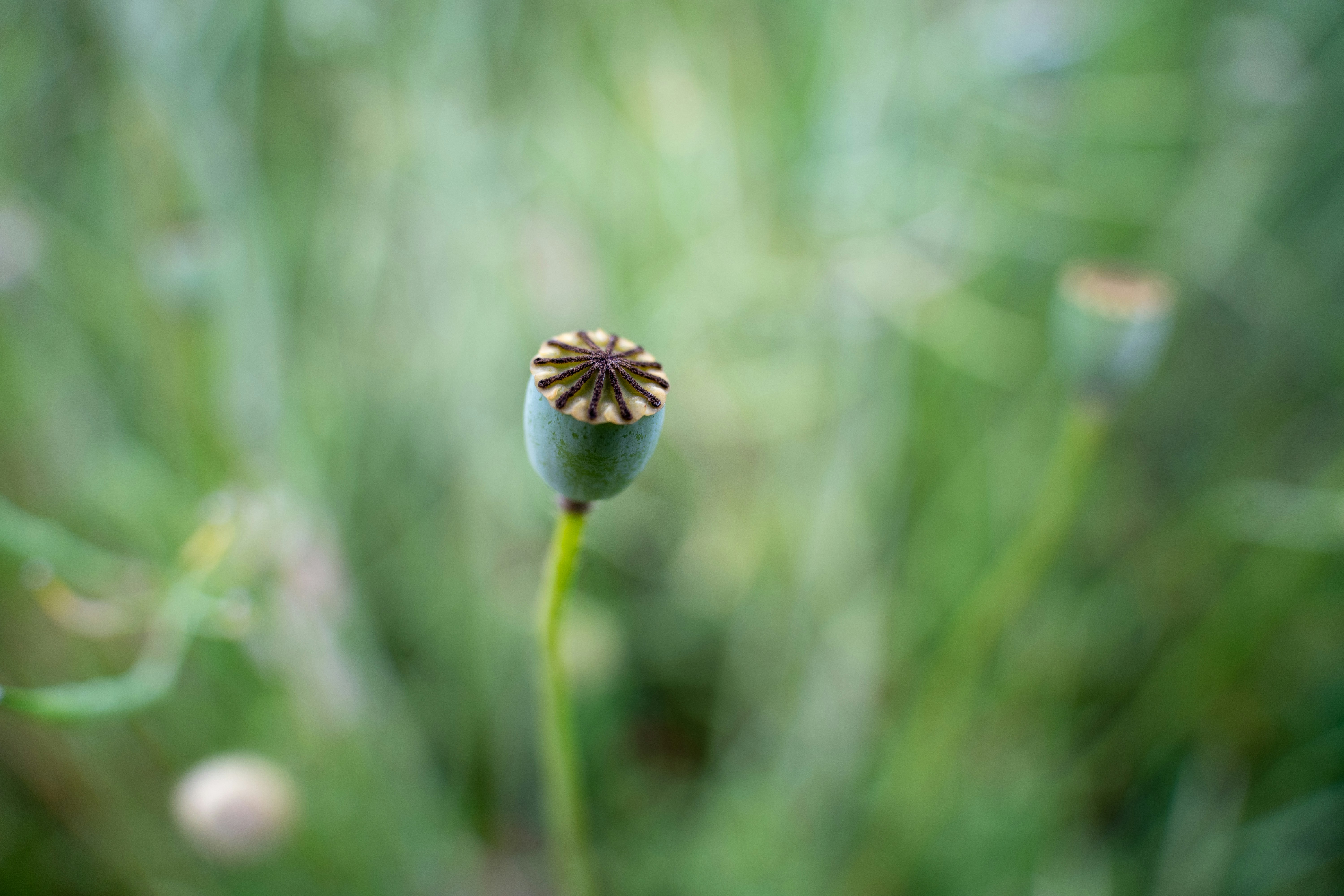 Photo by fabiankleiser