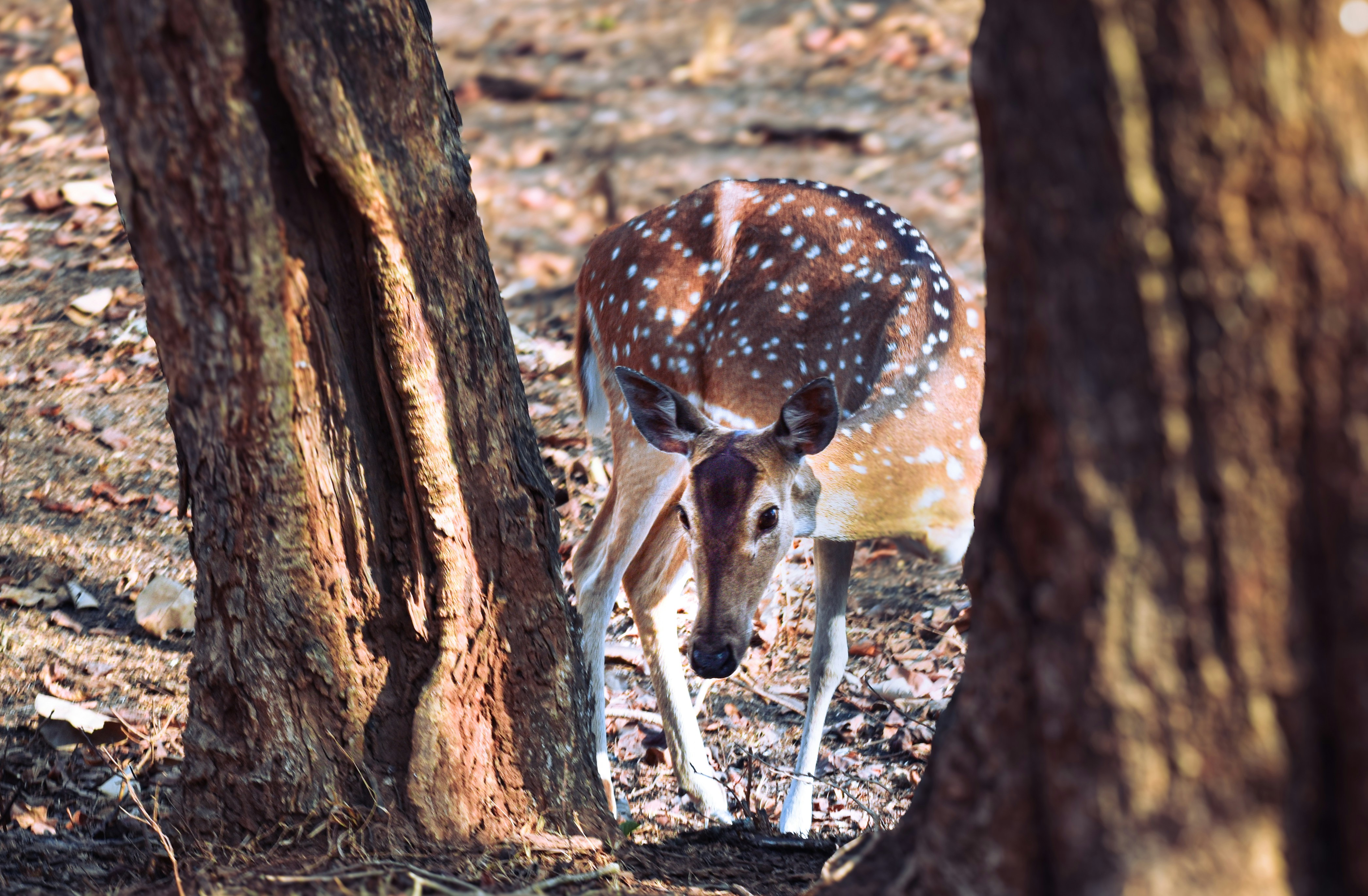 A deer stands between two trees in the forest.