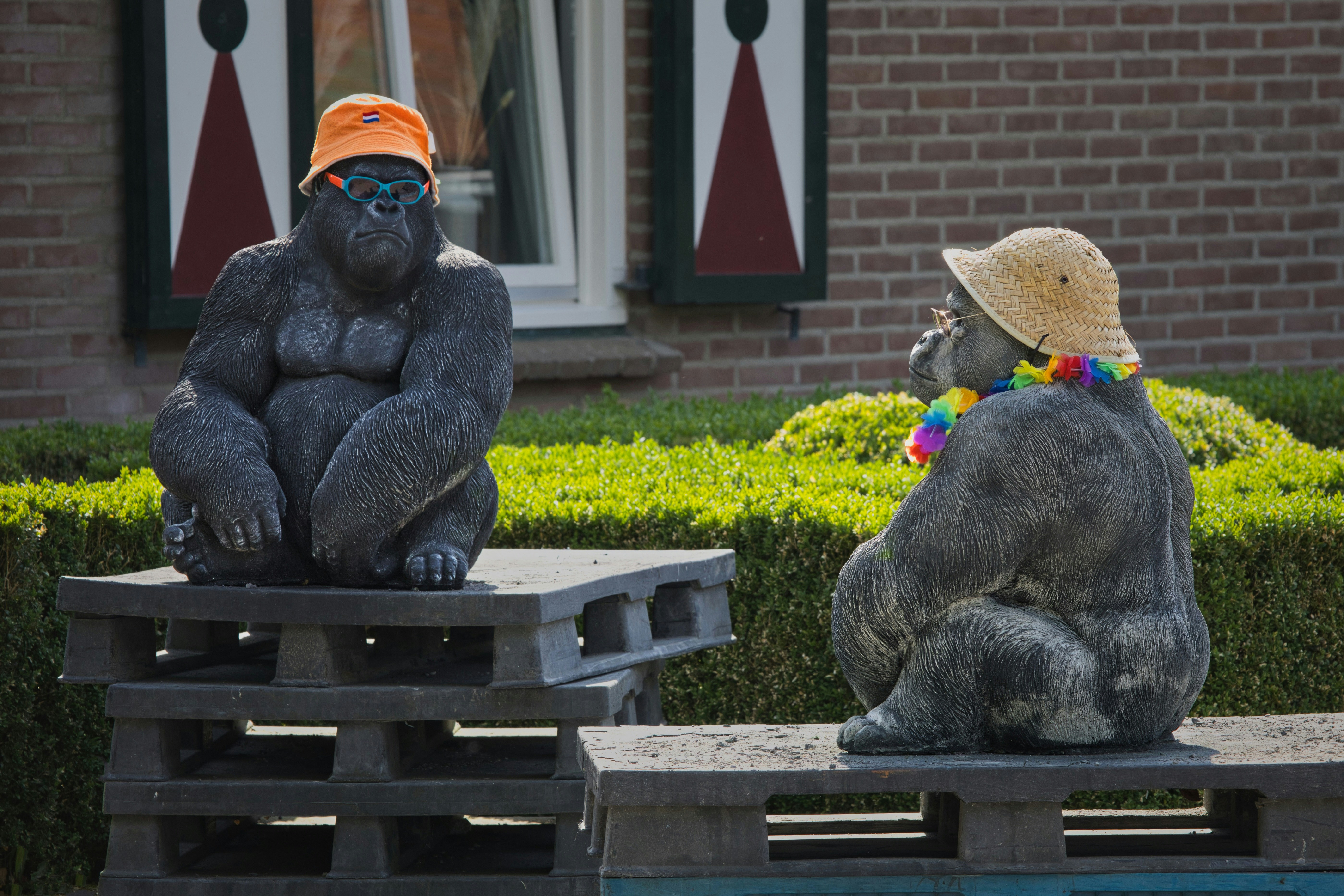 Two gorilla statues are wearing hats