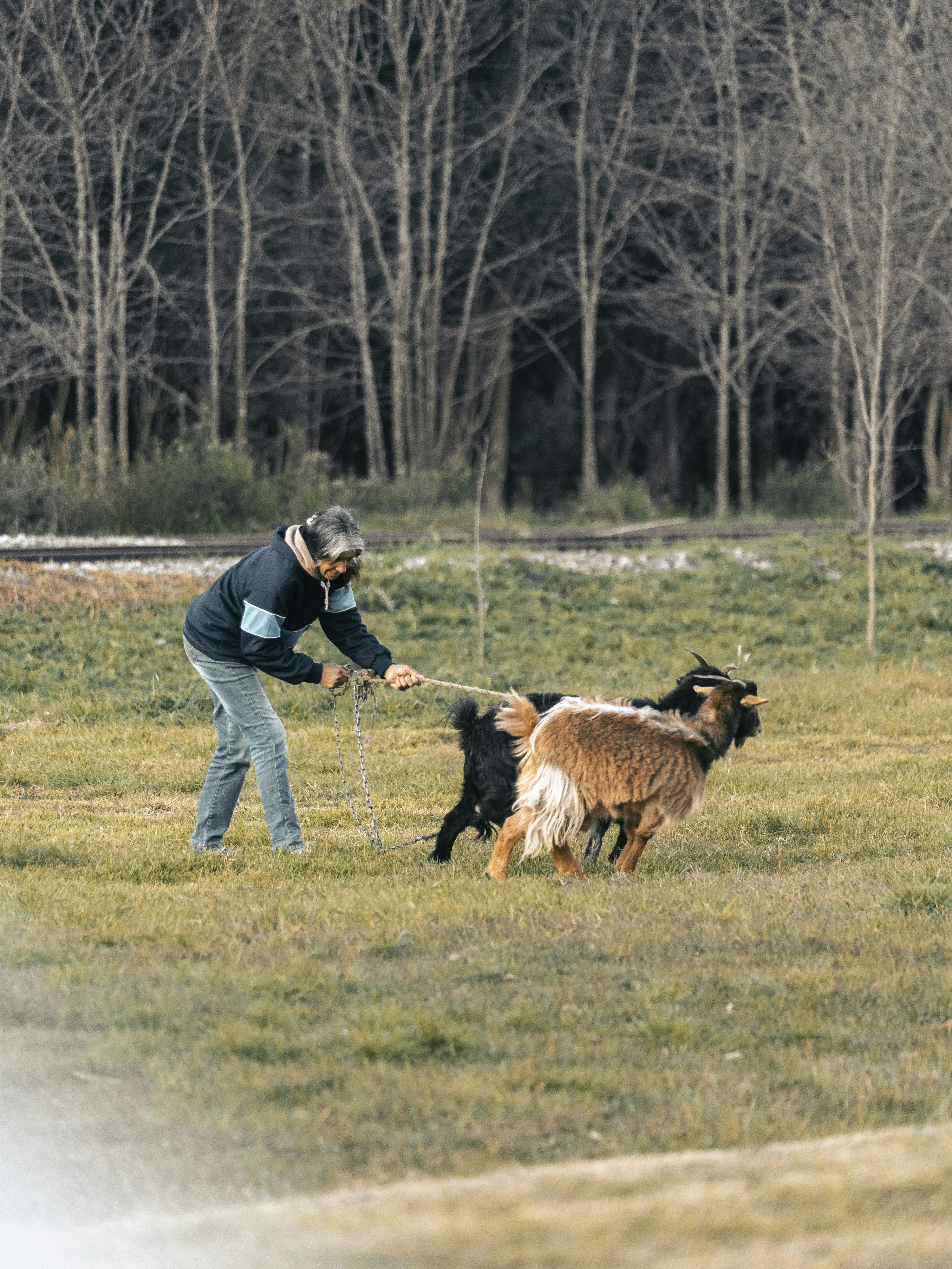 A person walks two goats through a field.