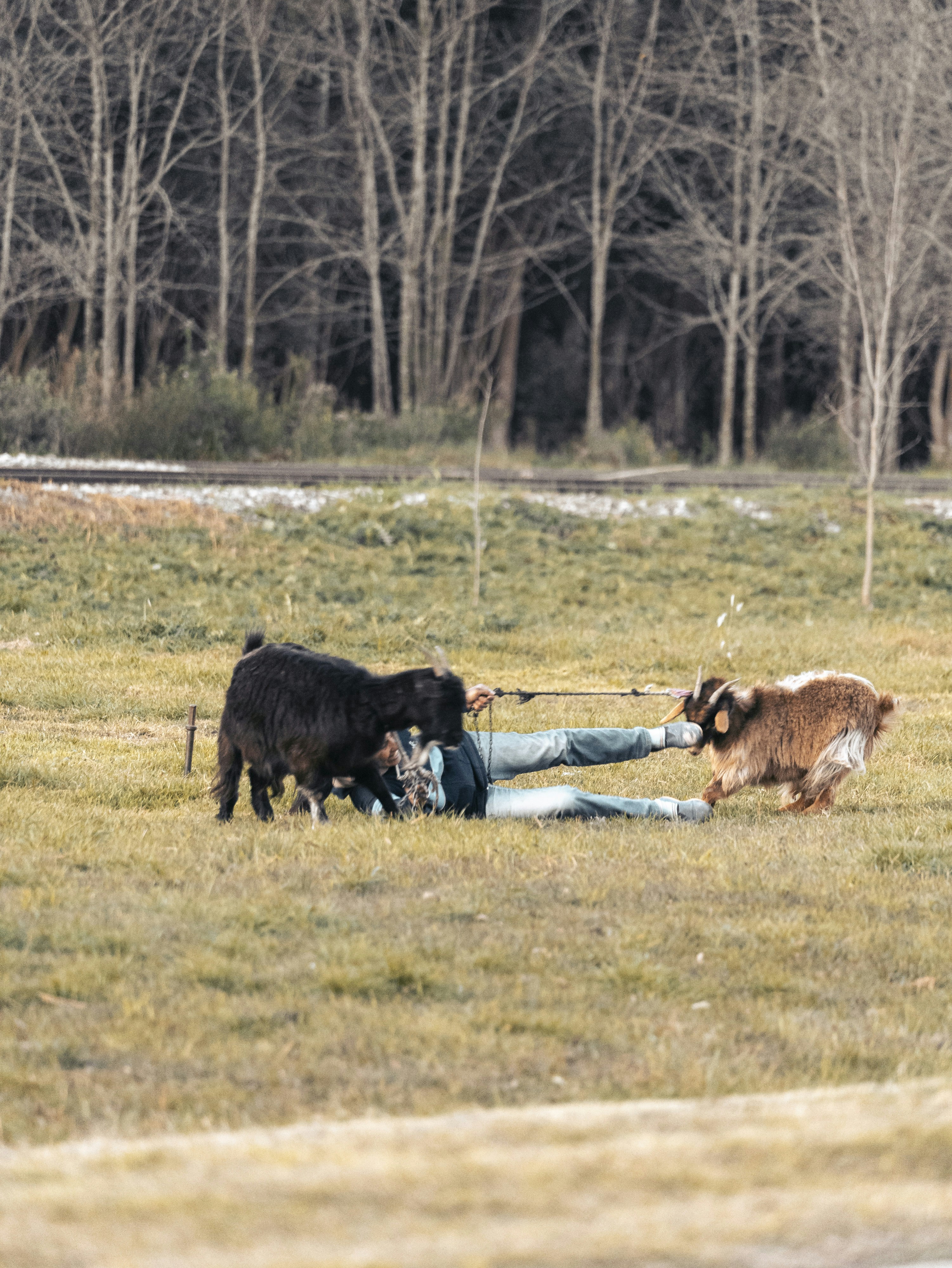 Goats pull a person on the ground.