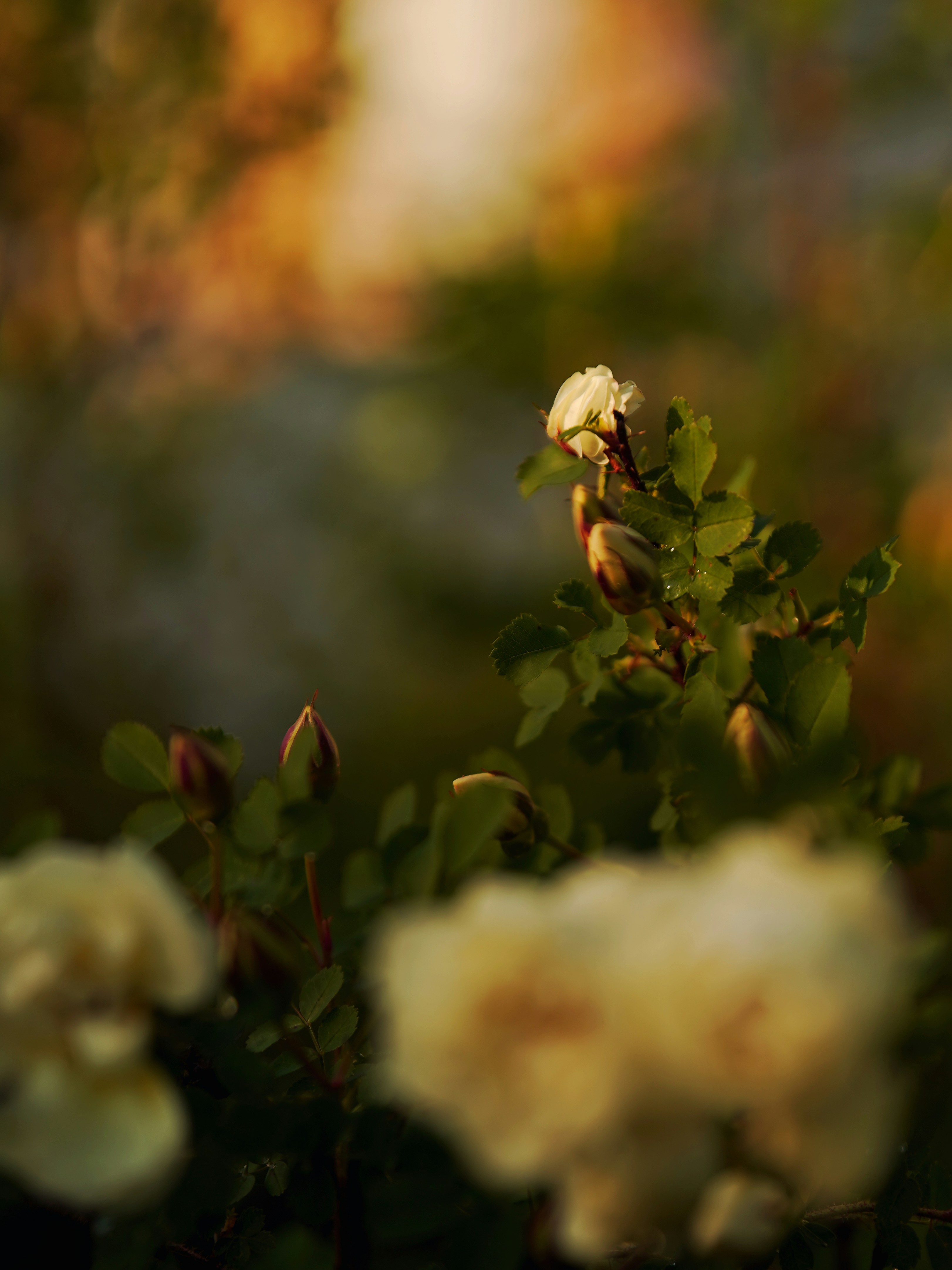 Photo by dragoncy635